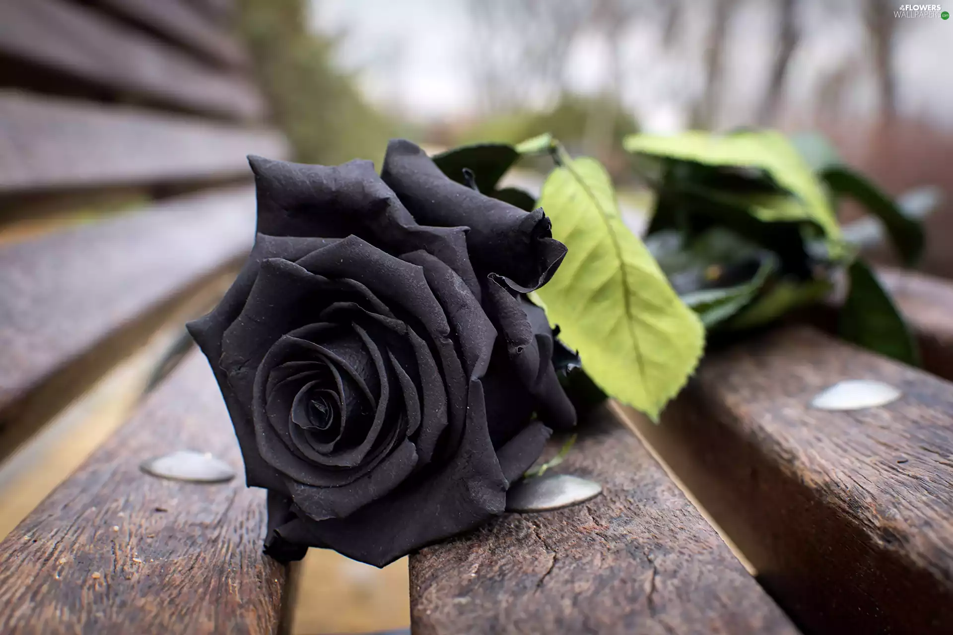 Bench, black, rose