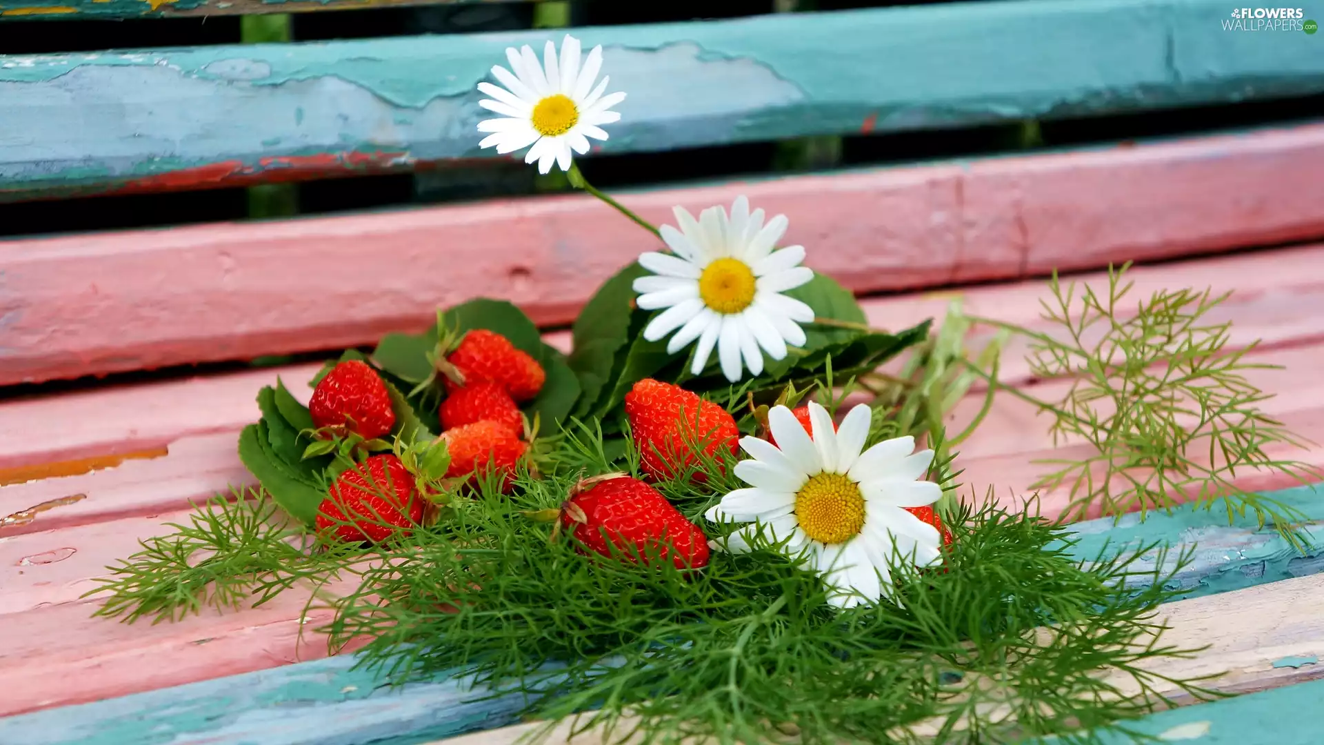 Bench, daisy, strawberries