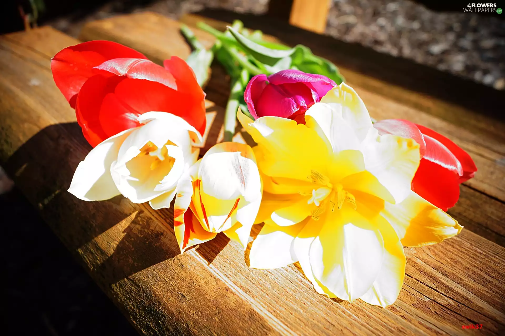 Bench, color, Tulips