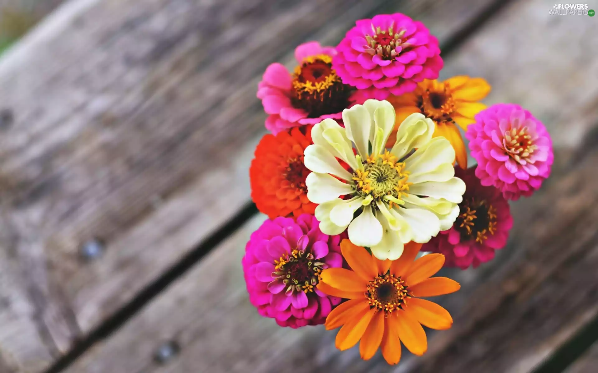 Bench, Flowers, Zinnias