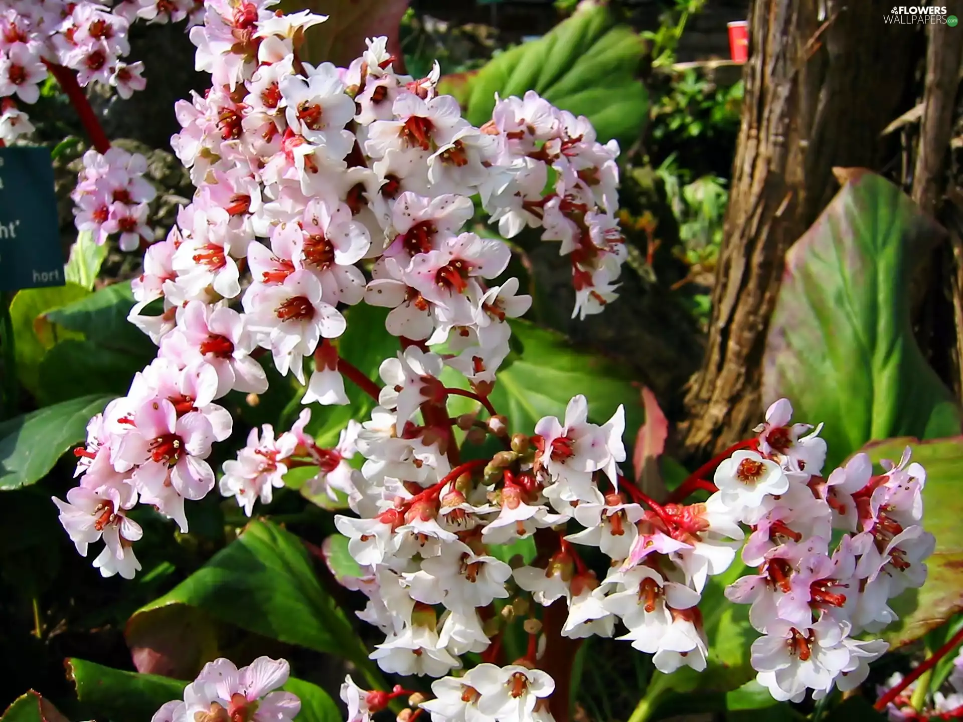 Bergenia, Garden, Blossoming