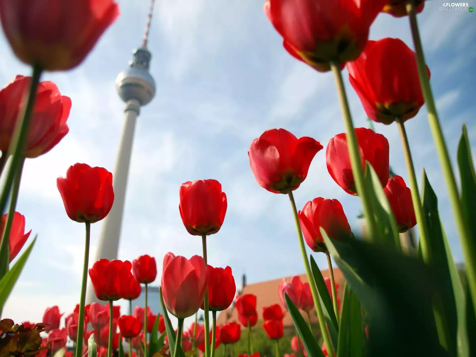 Tulips, Television, Berlin, tower