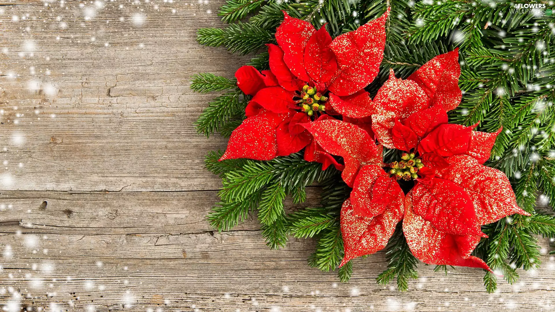 decoration, star of Bethlehem, poinsettia, Christmas