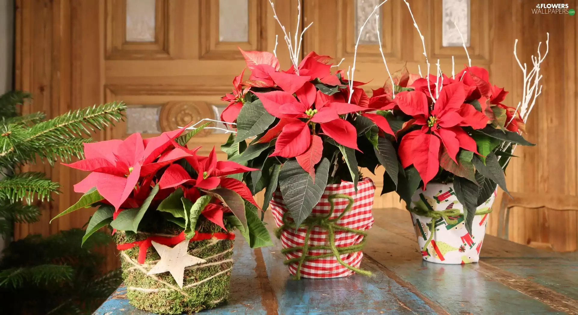 Flowers, star of Bethlehem