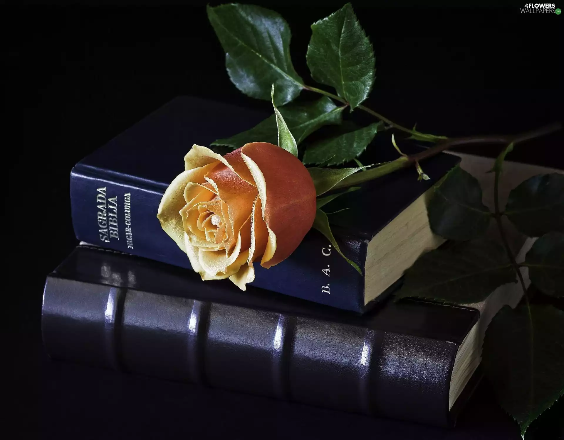 Bible, rose, leaves