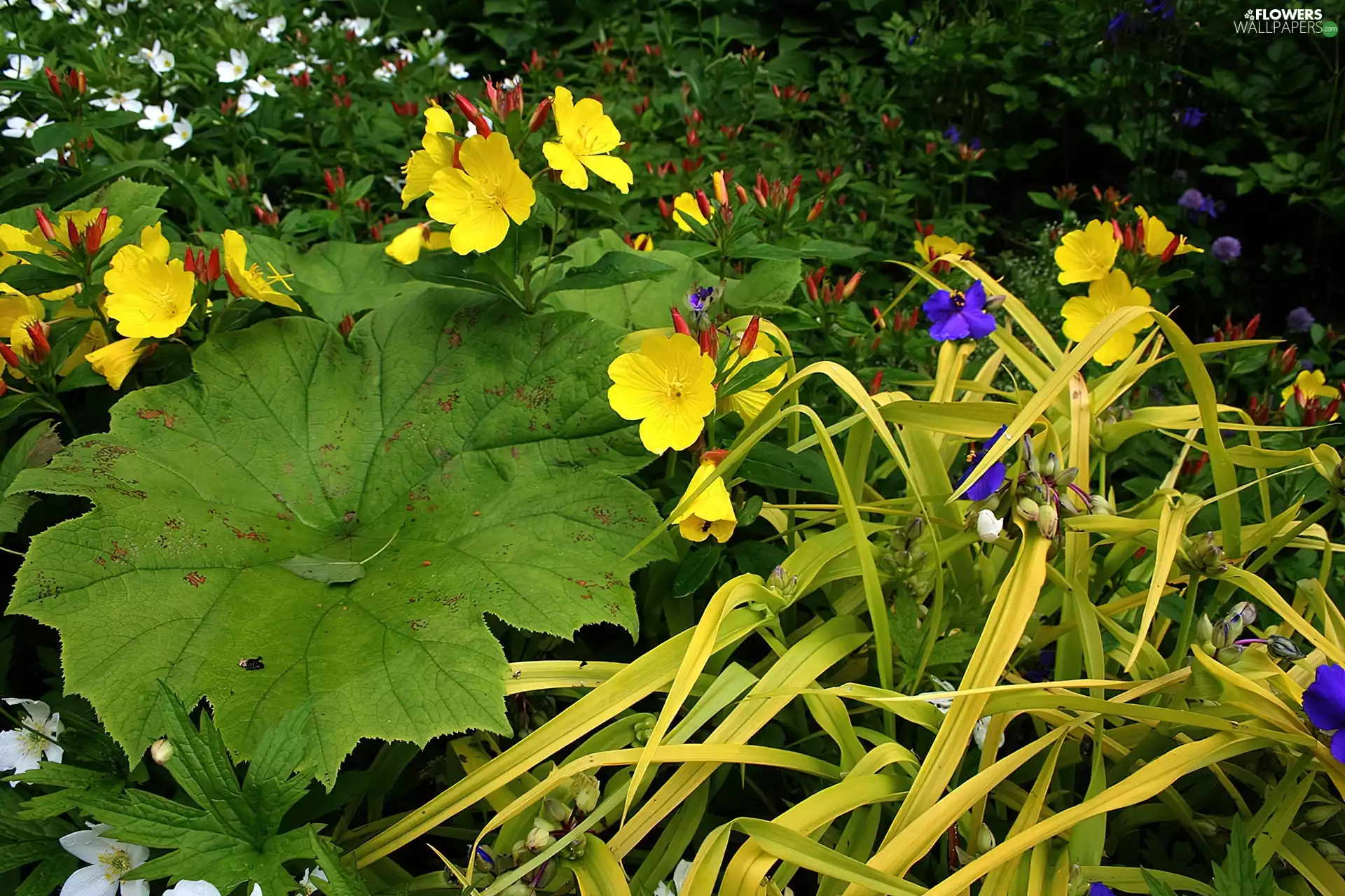 Yellow, Big, leaf, evening primrose