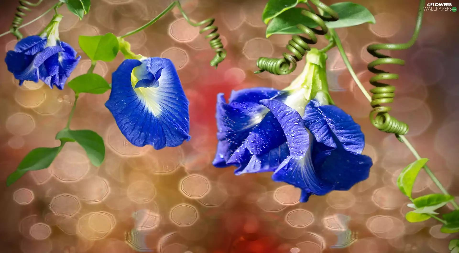 bindweed, Flowers, blue