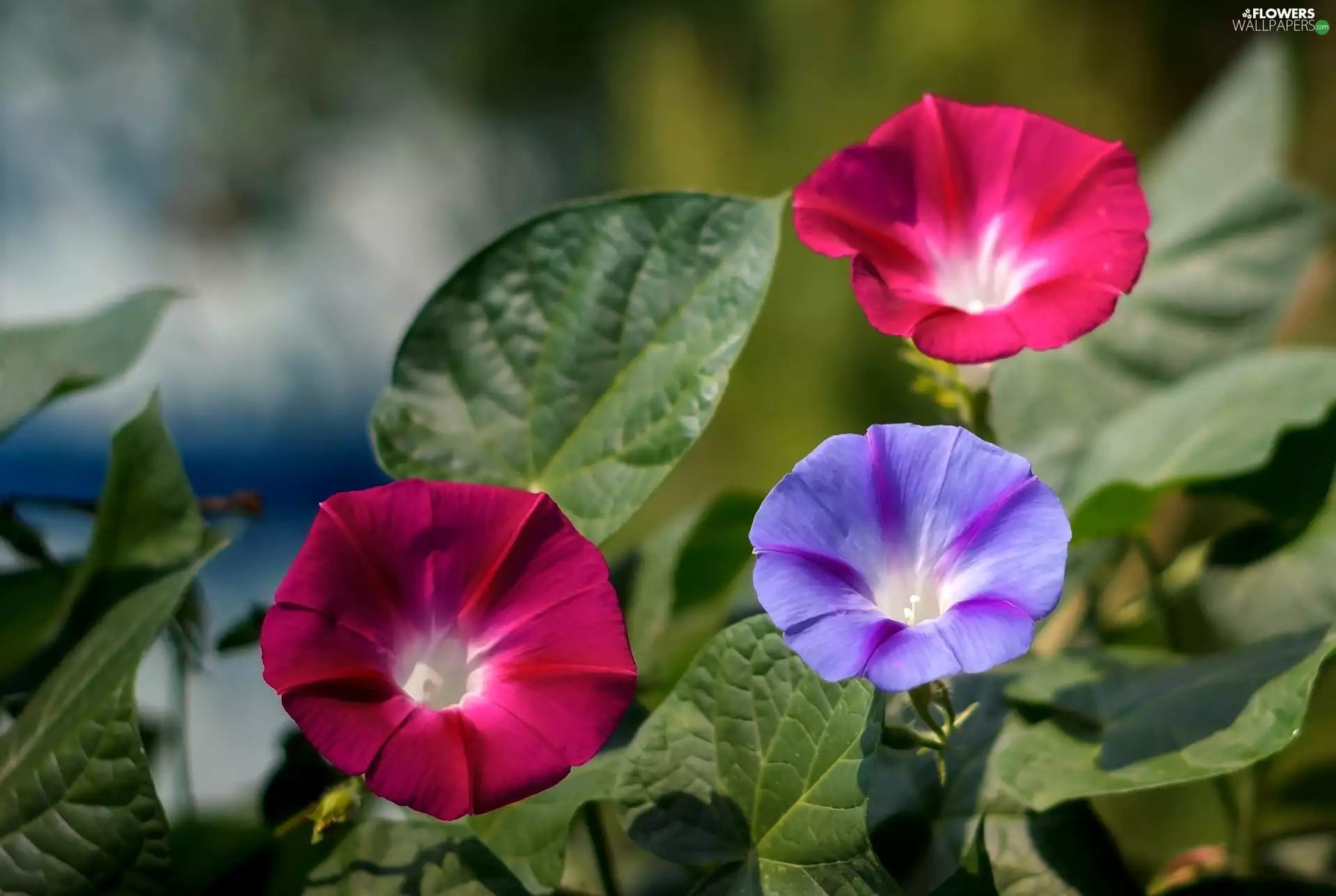 bindweed, Flowers, color