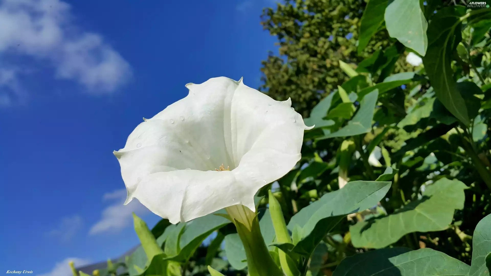 bindweed, White, Flower