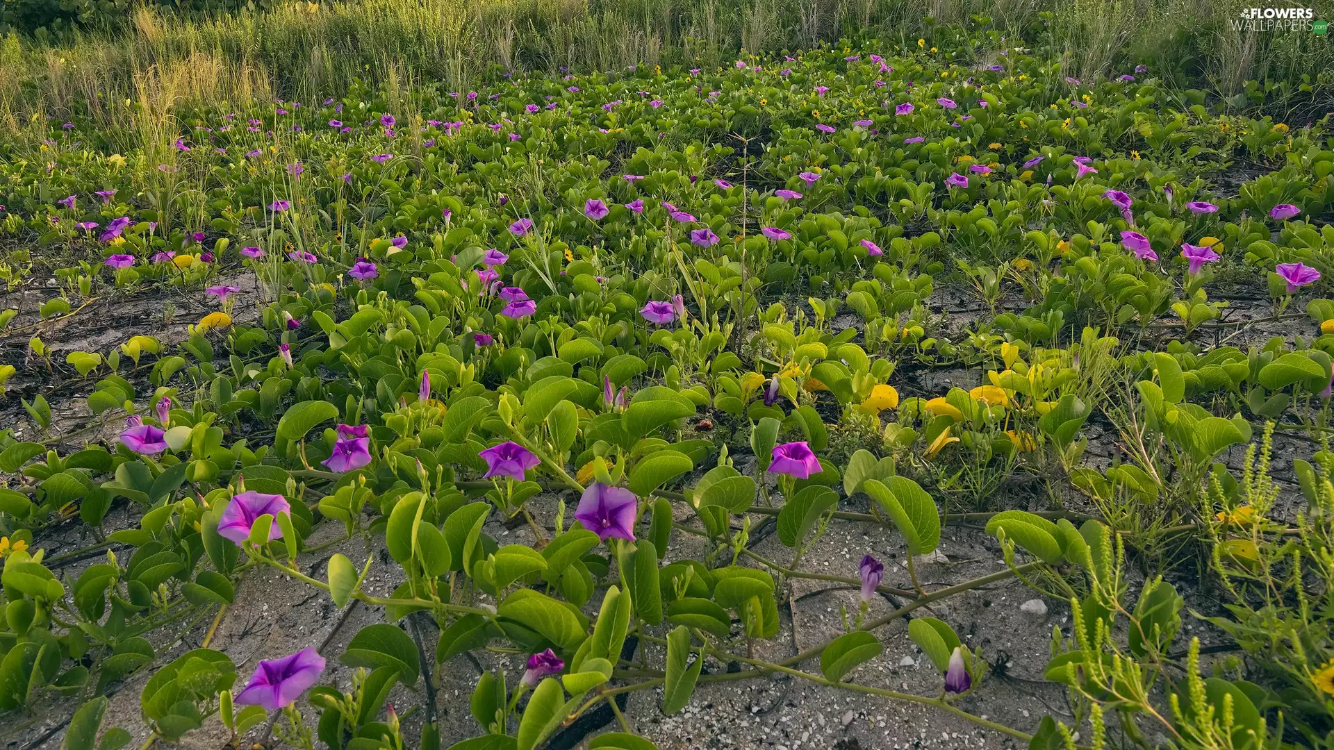 bindweed, purple, Flowers