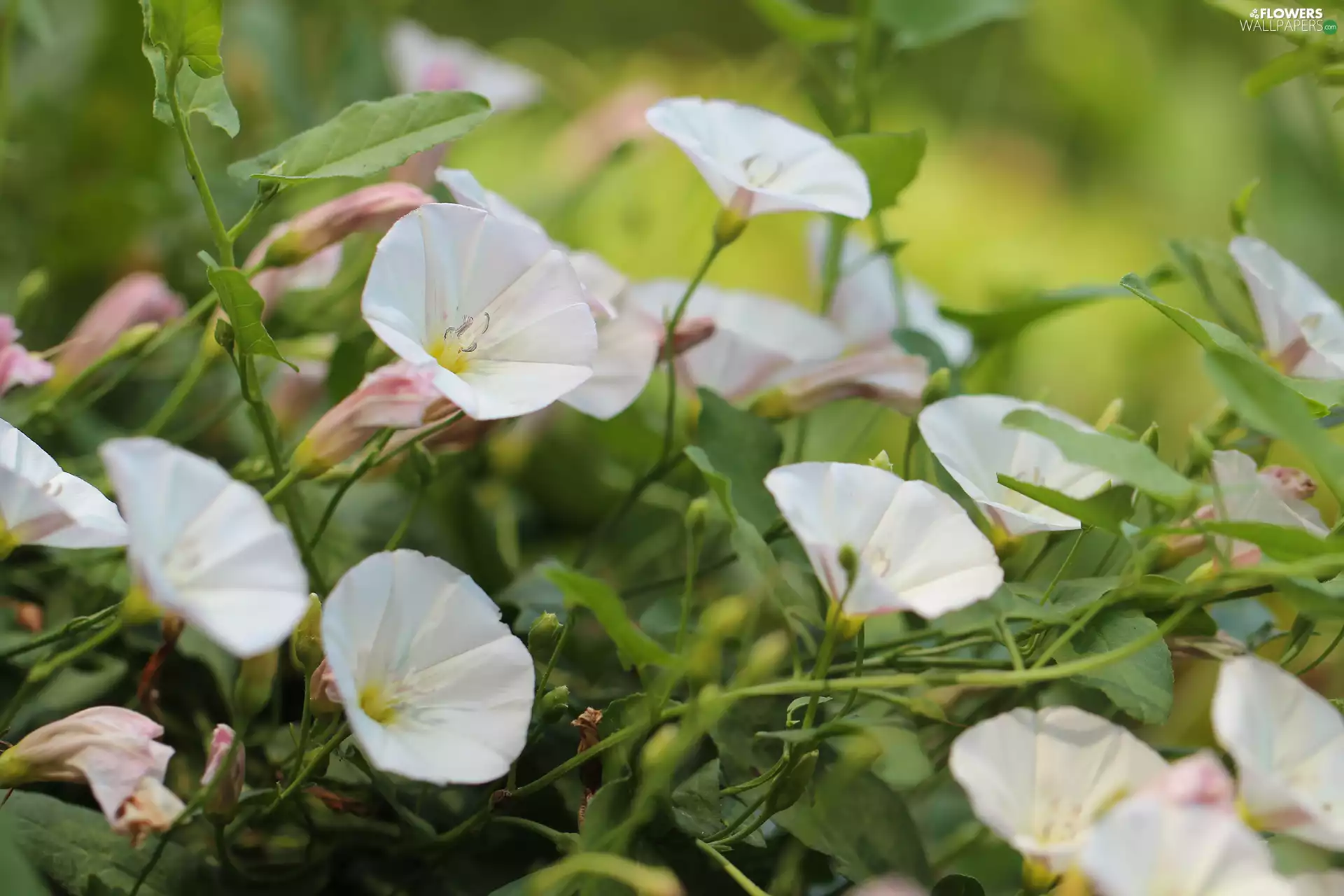bindweed, Flowers