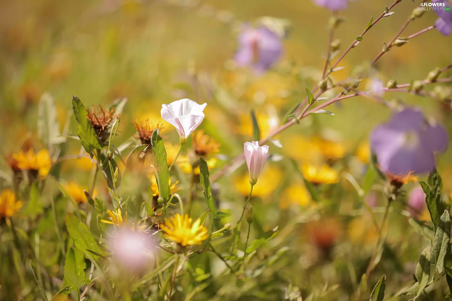 bindweed, Flowers, Meadow