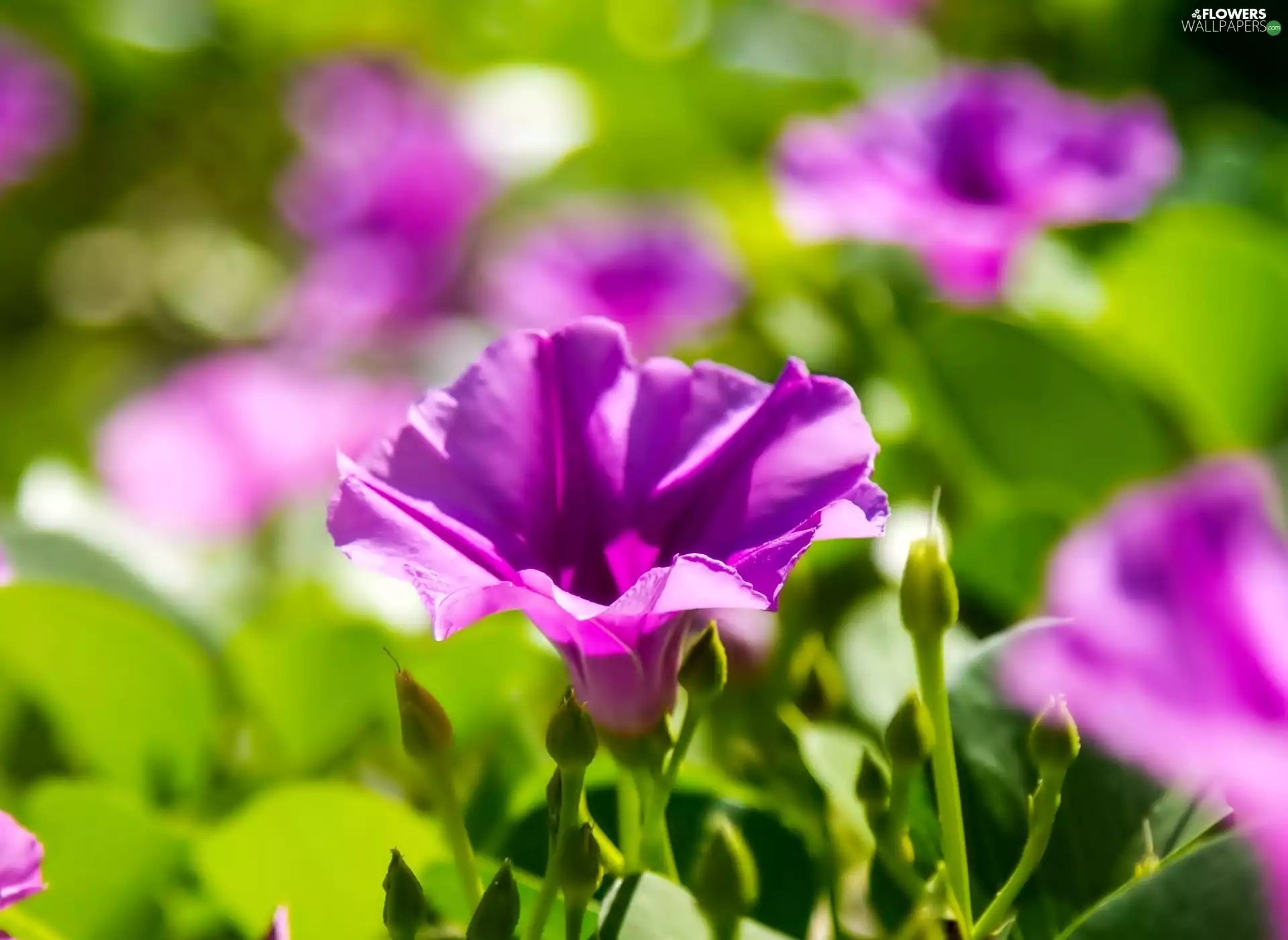 bindweed, Flowers, purple