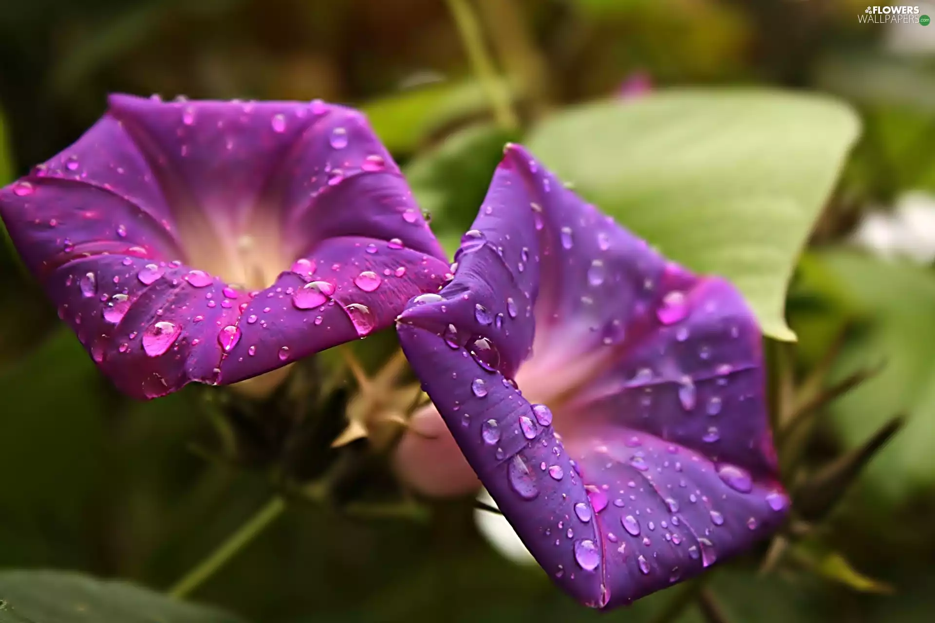 Violet, drops, water, bindweed