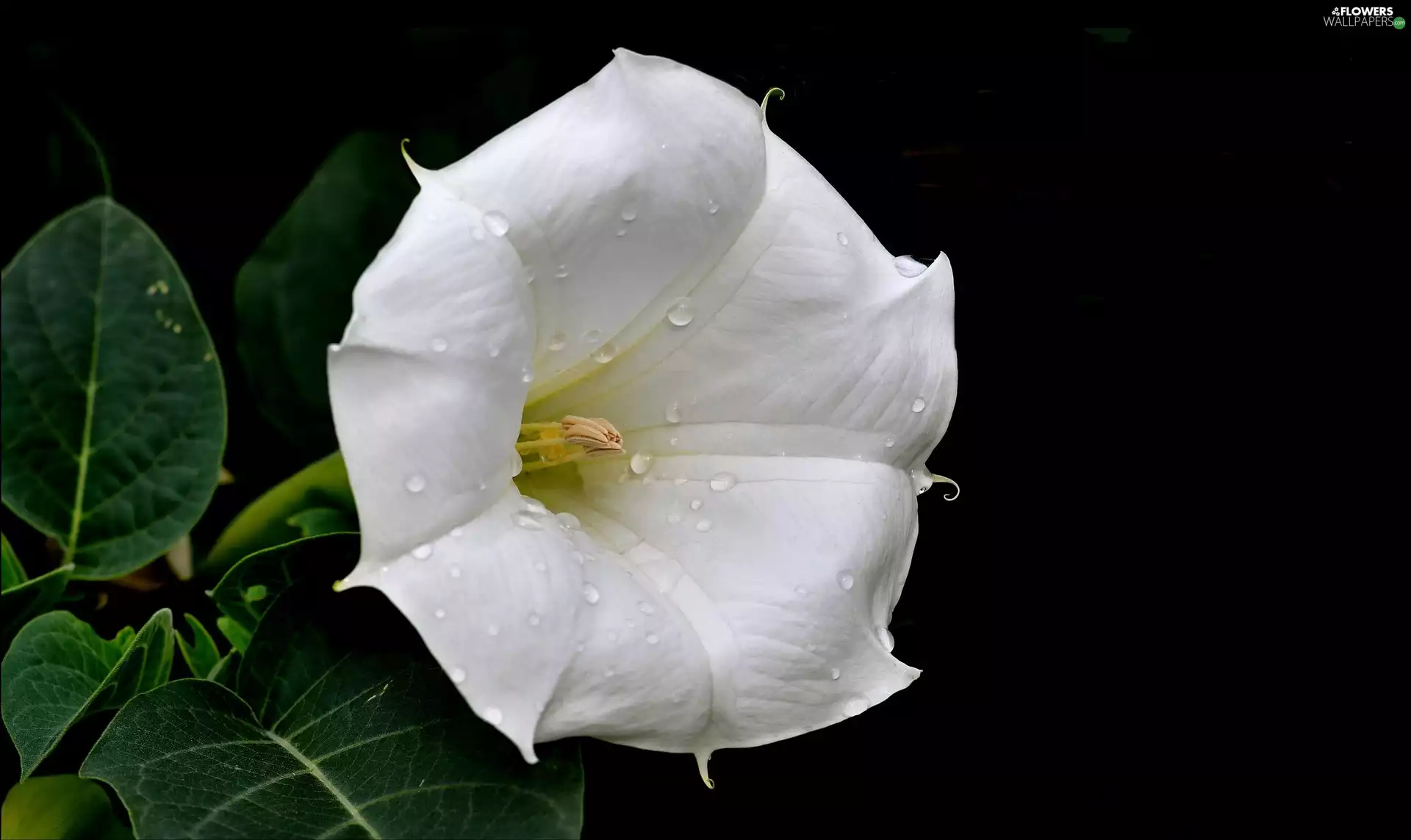 White, drops, Rosy, bindweed