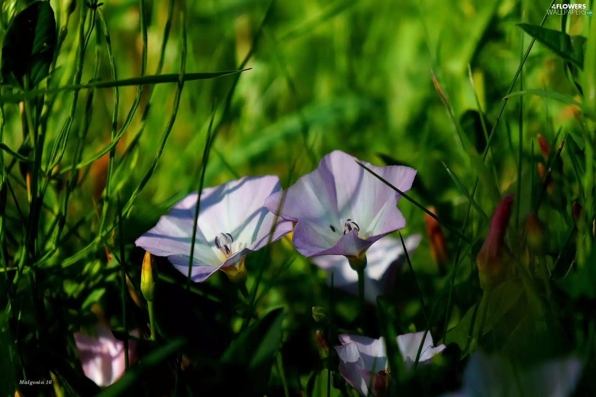 bindweed, Flowers, Wildflowers