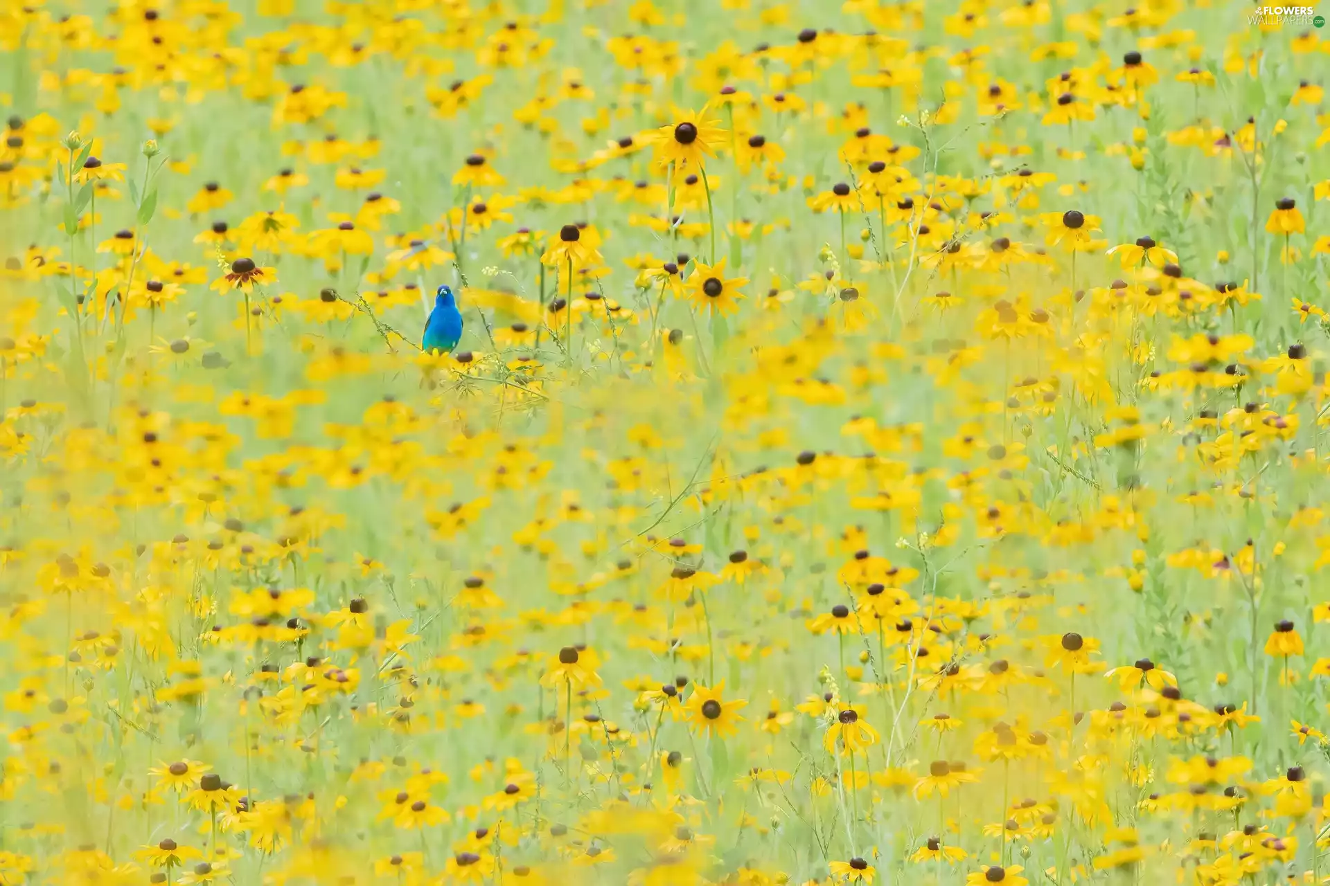 blue, Bird, Flowers, Rudbeckia, Yellow