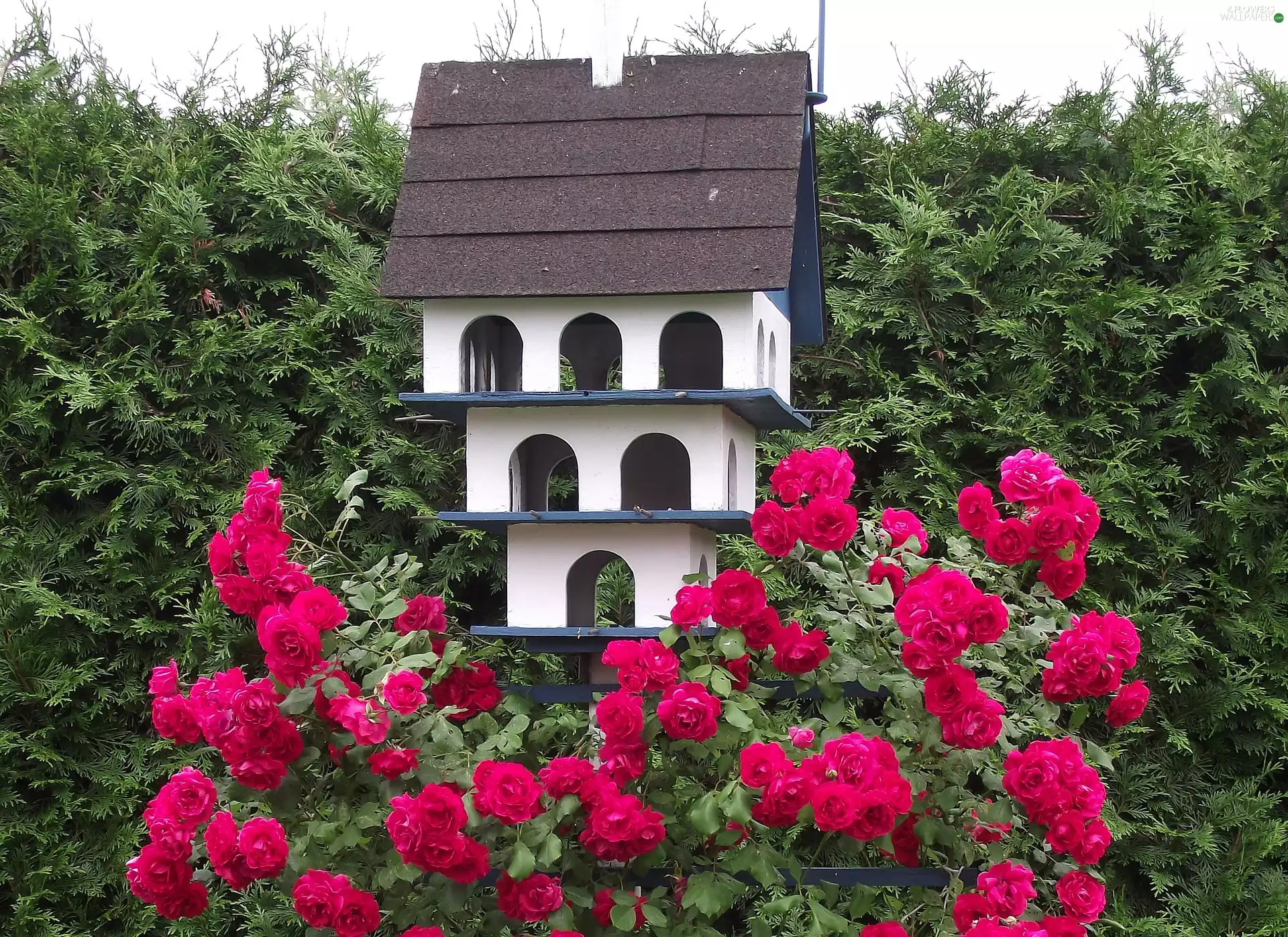 Birdhouse, Flowers, roses