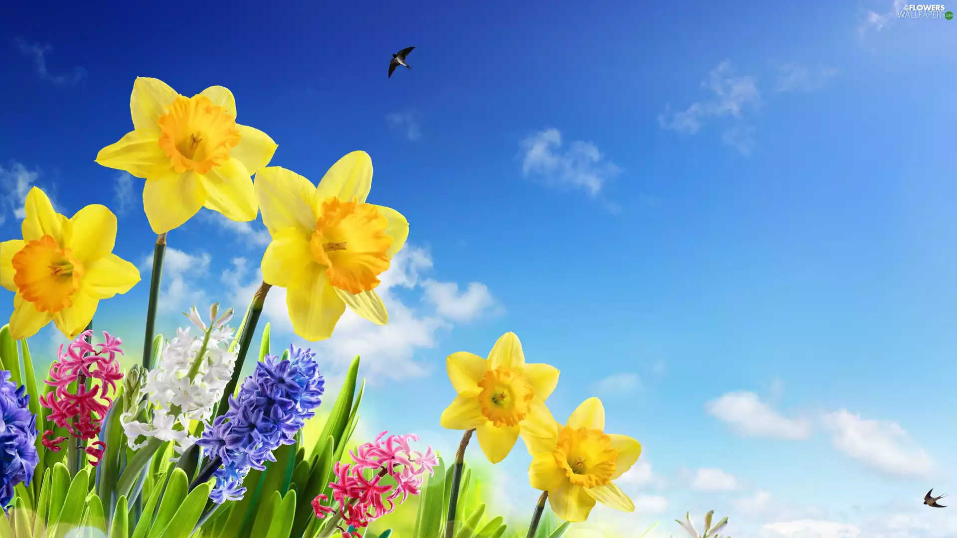 Sky, birds, Hyacinths, Jonquil, Flowers