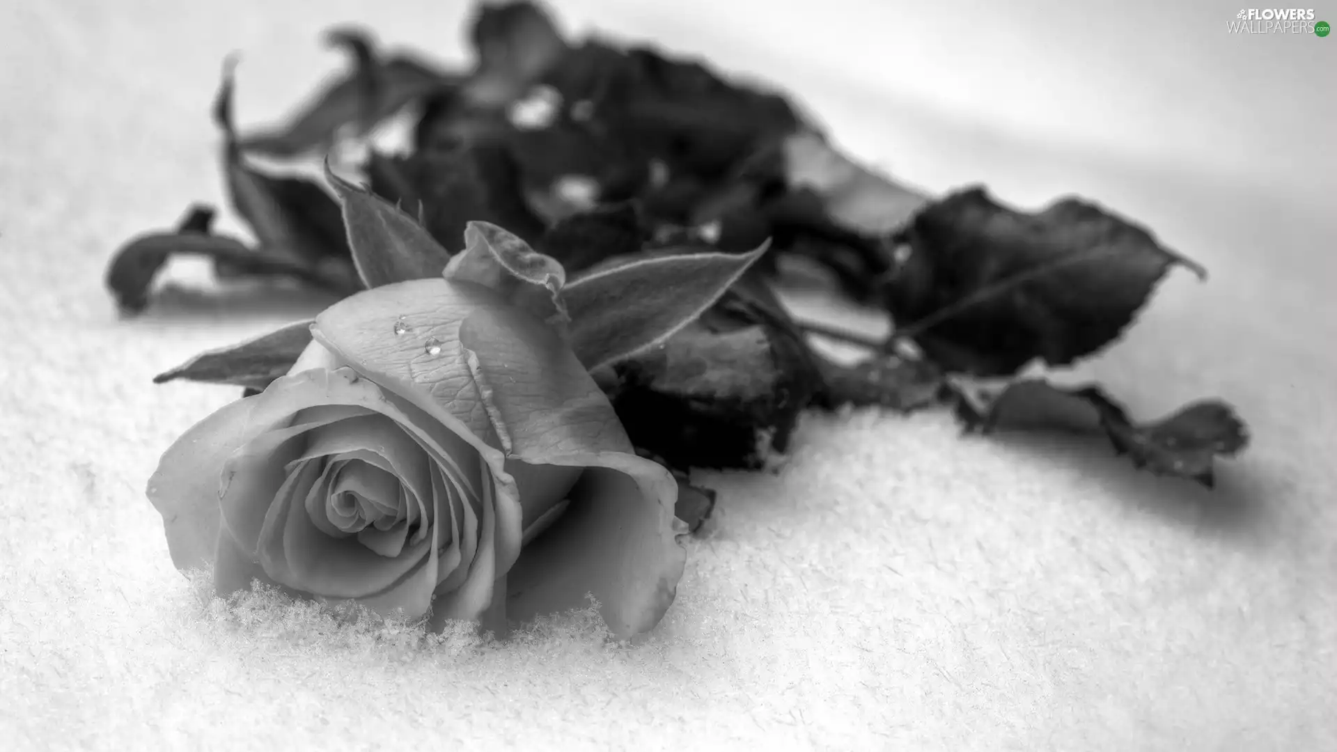 snow, Black and white, rose