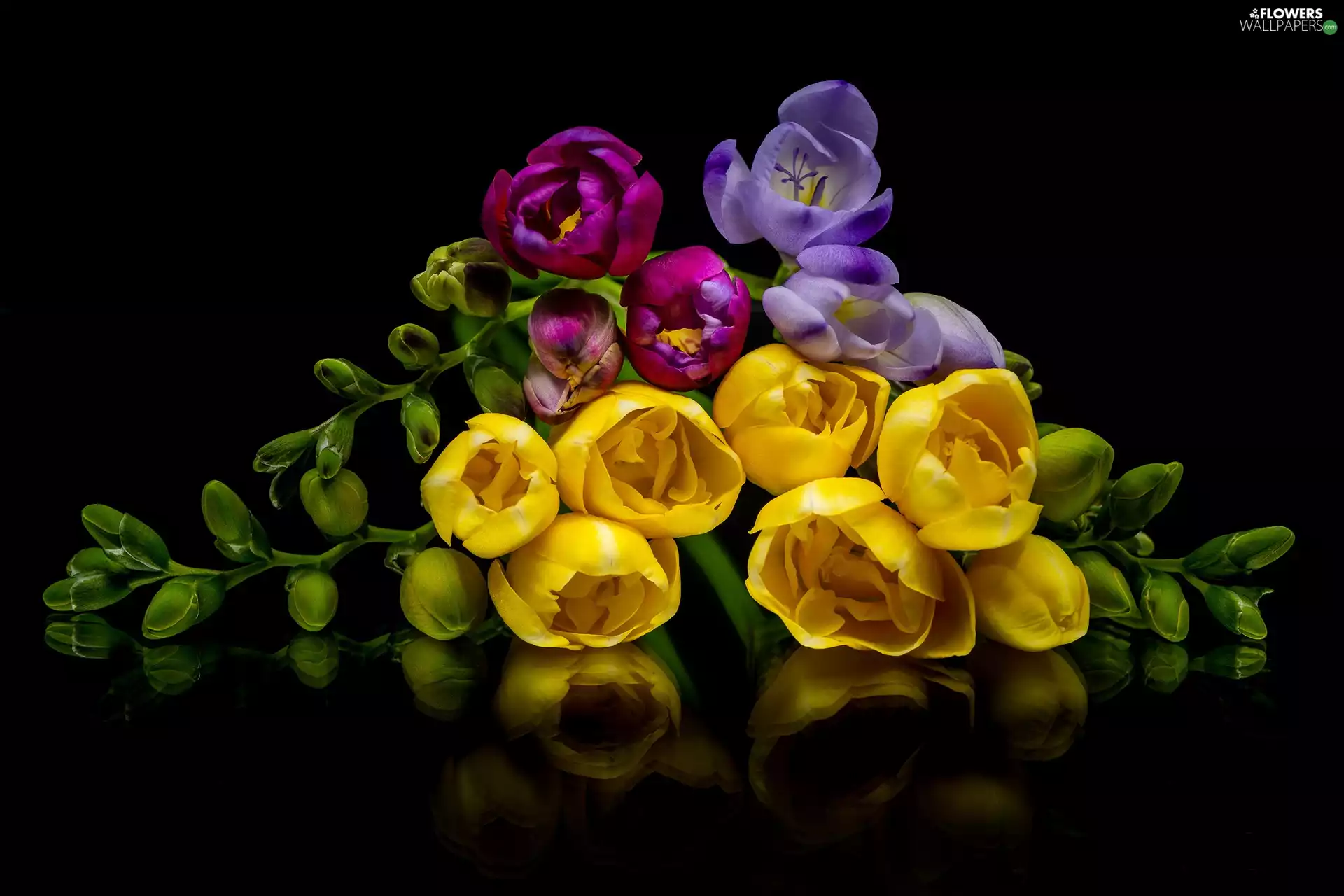 color, black background, reflection, Freesias