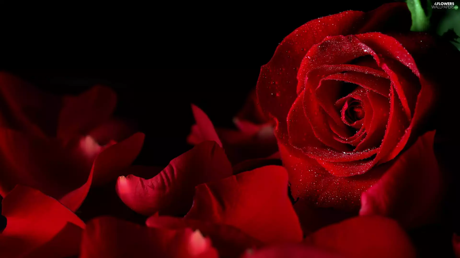 Black, background, rose, flakes, red hot