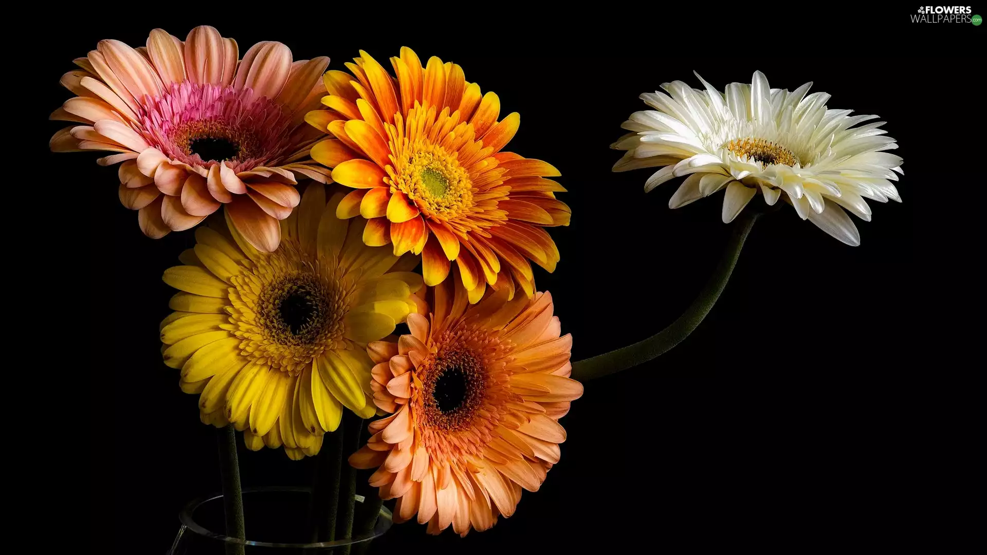 color, gerberas, black background, Flowers