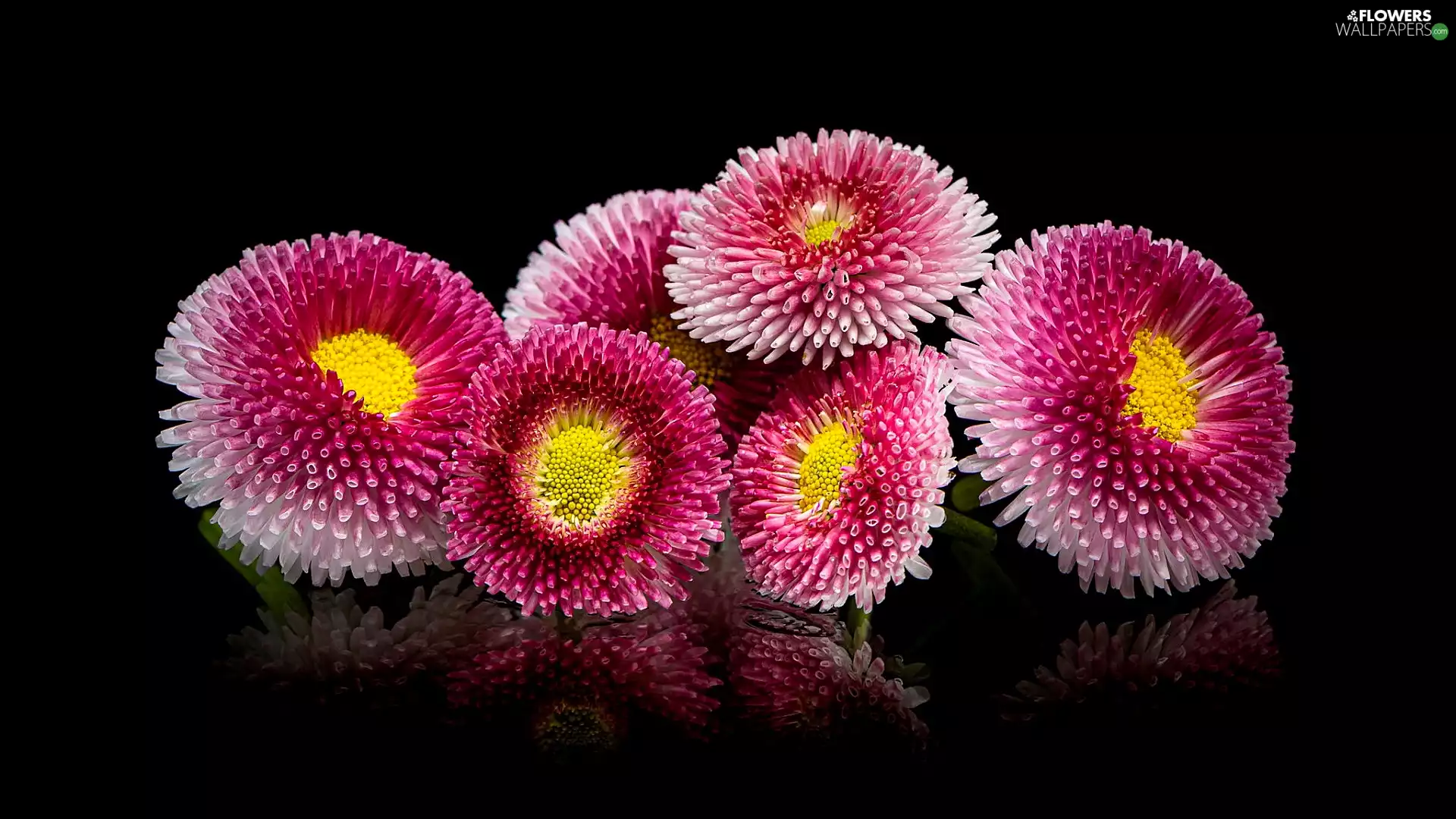 daisies, background, reflection, Black
