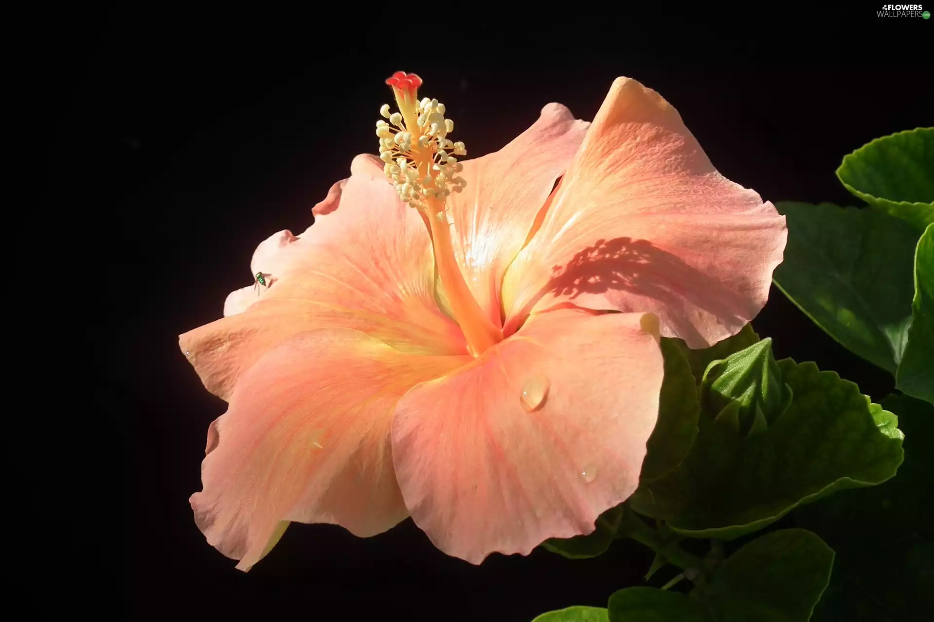 Leaf, Colourfull Flowers, Black, background, drops, hibiskus