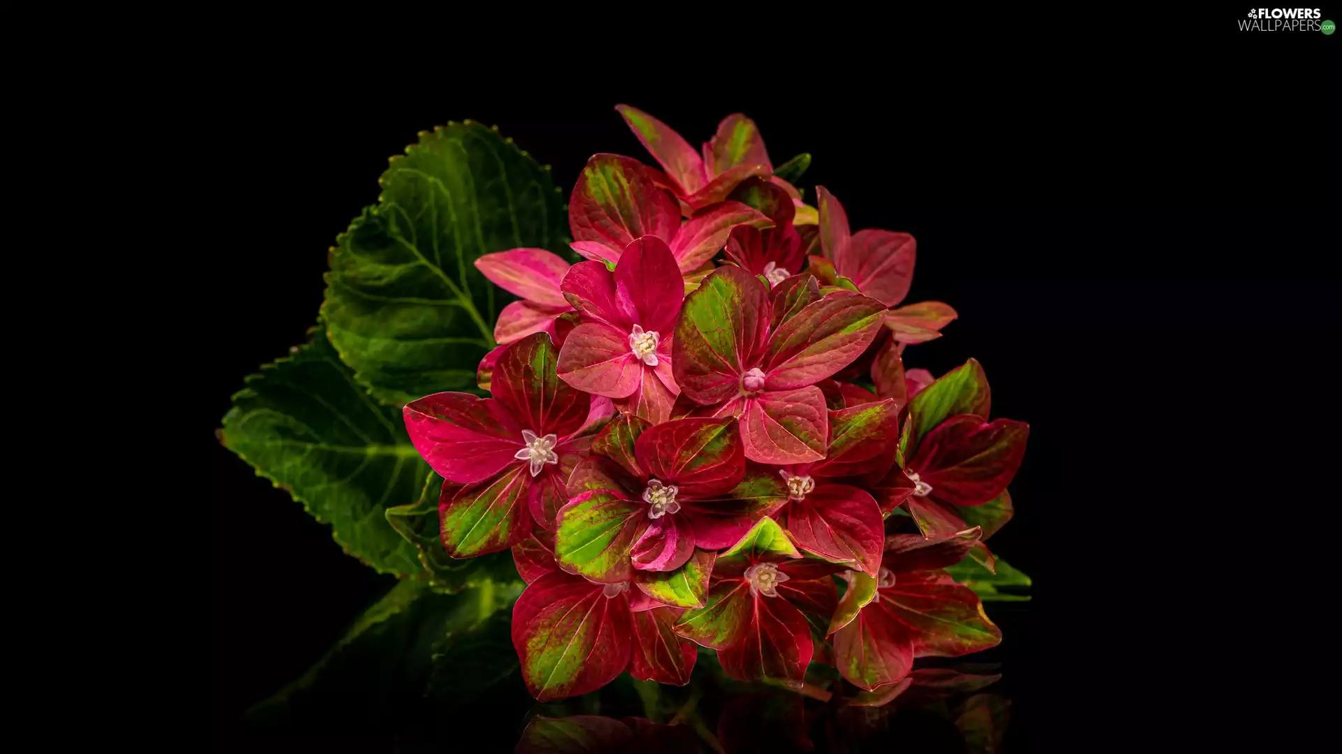 hydrangea, Colourfull Flowers, Black, background, Leaf, Red