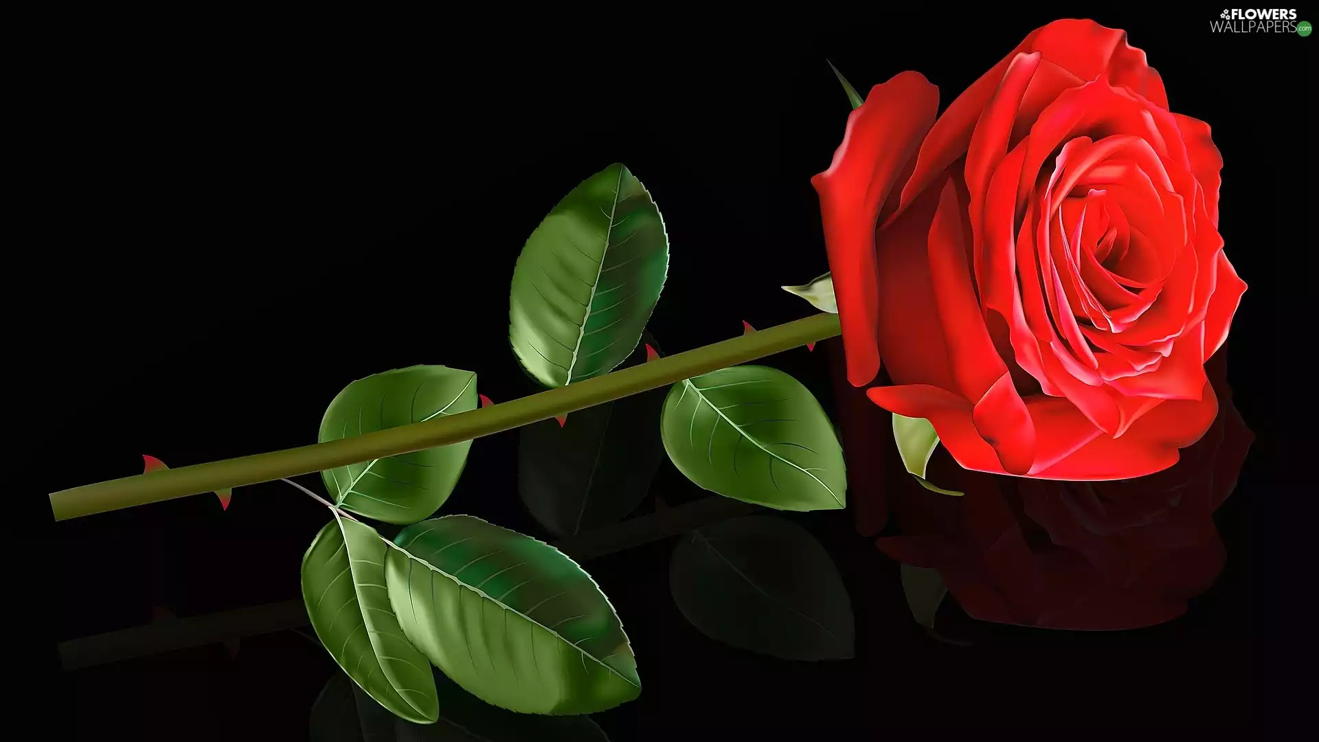 background, 2D, rose, Black, Colourfull Flowers