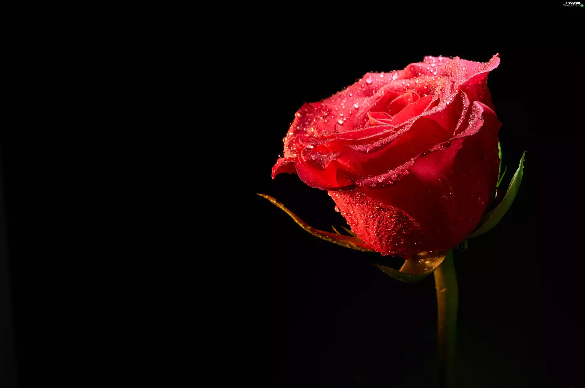 red hot, dew, black background, rose