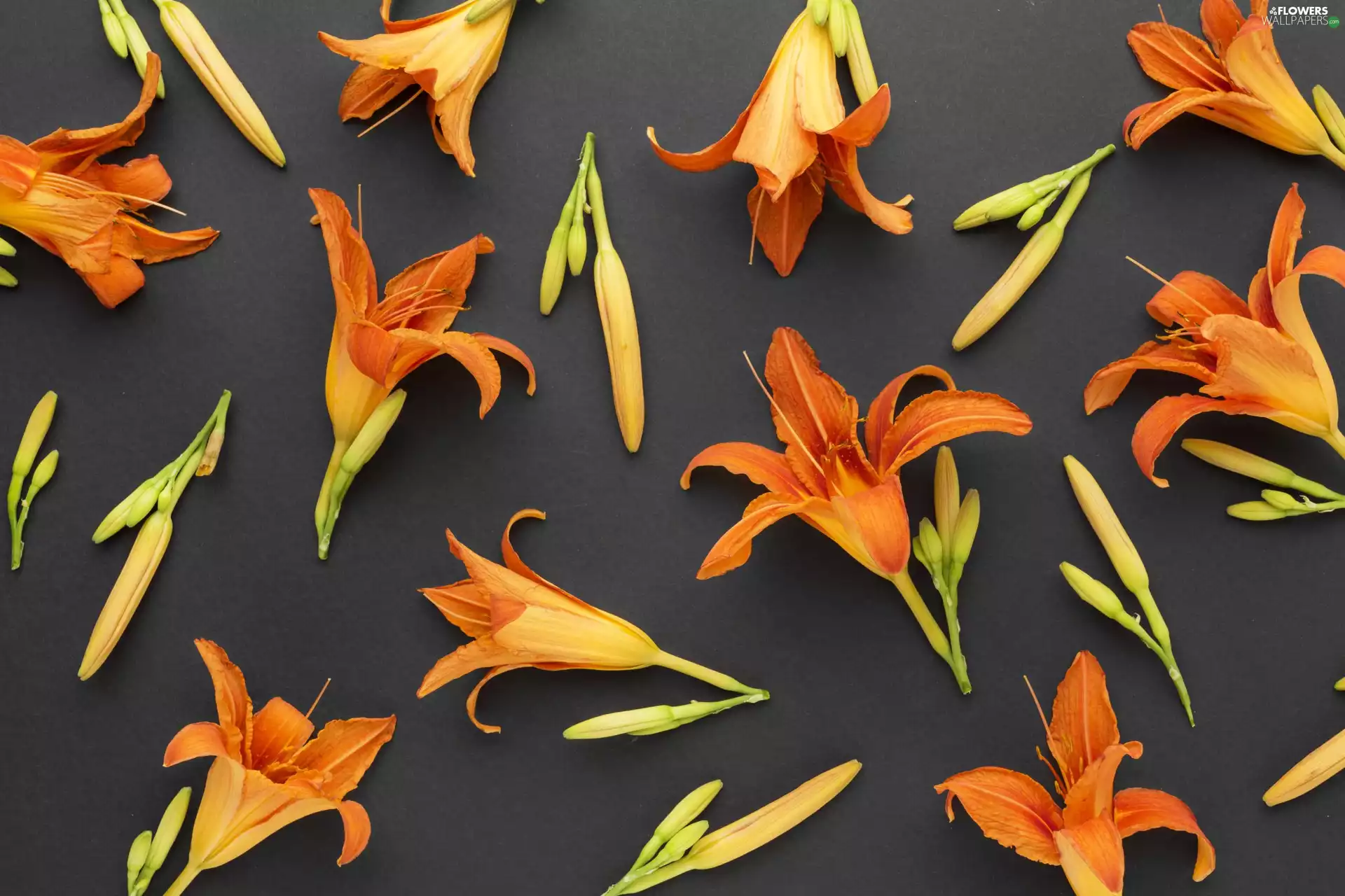 lilies, Flowers, background, Black, Buds, Orange
