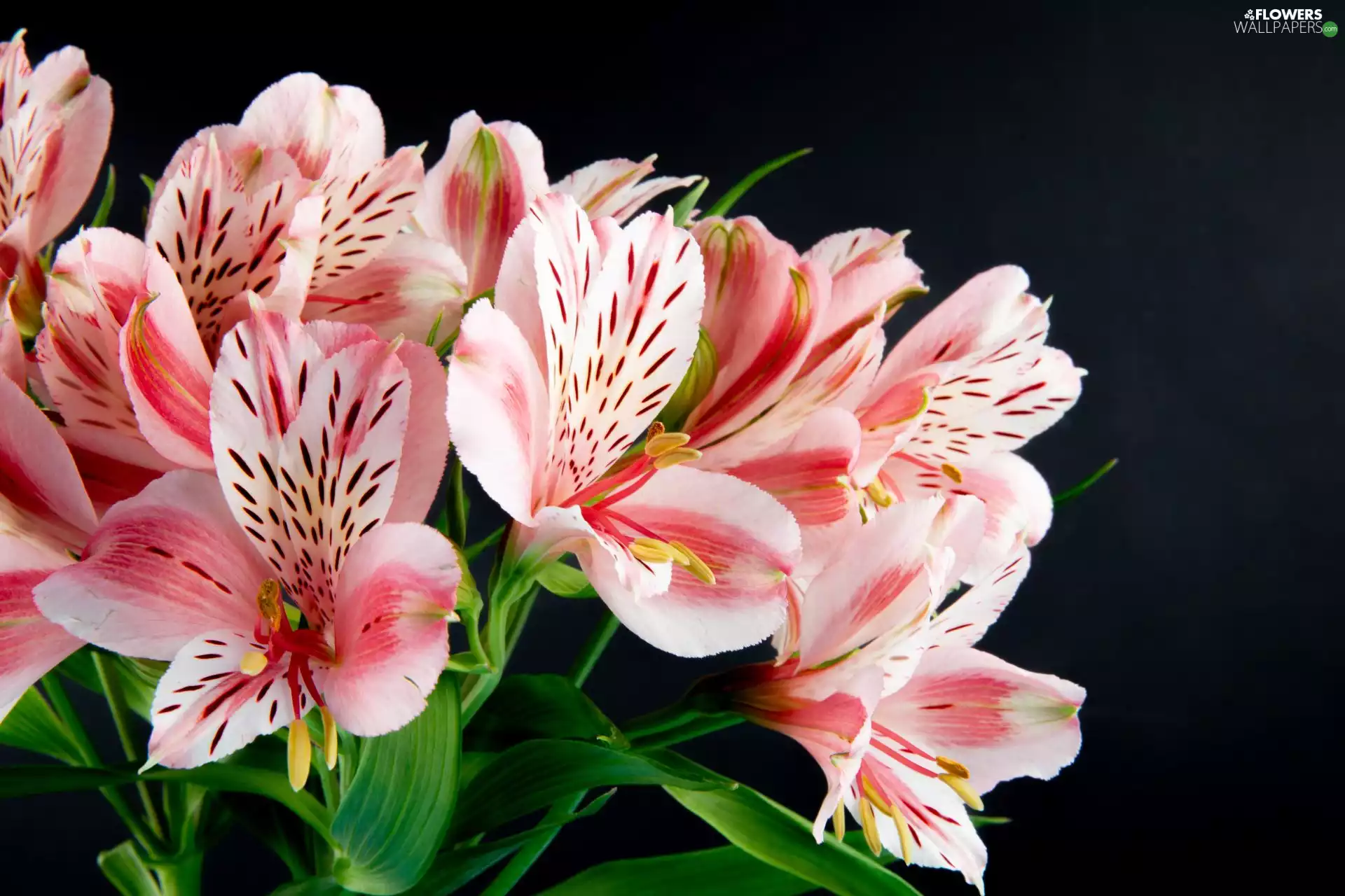 background, Black, Pink, Alstroemeria, Flowers
