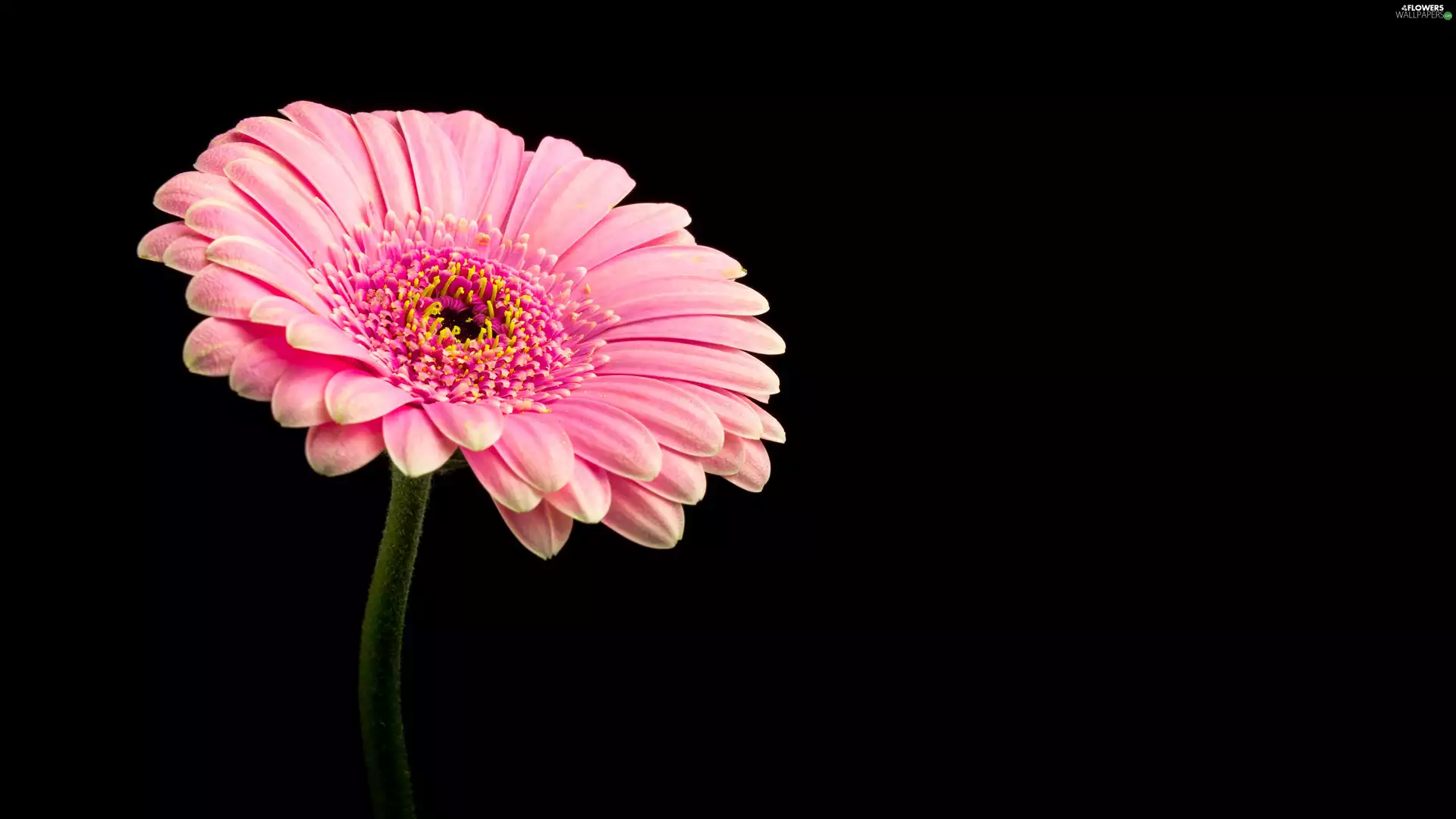 Colourfull Flowers, Gerbera, black background, Pink