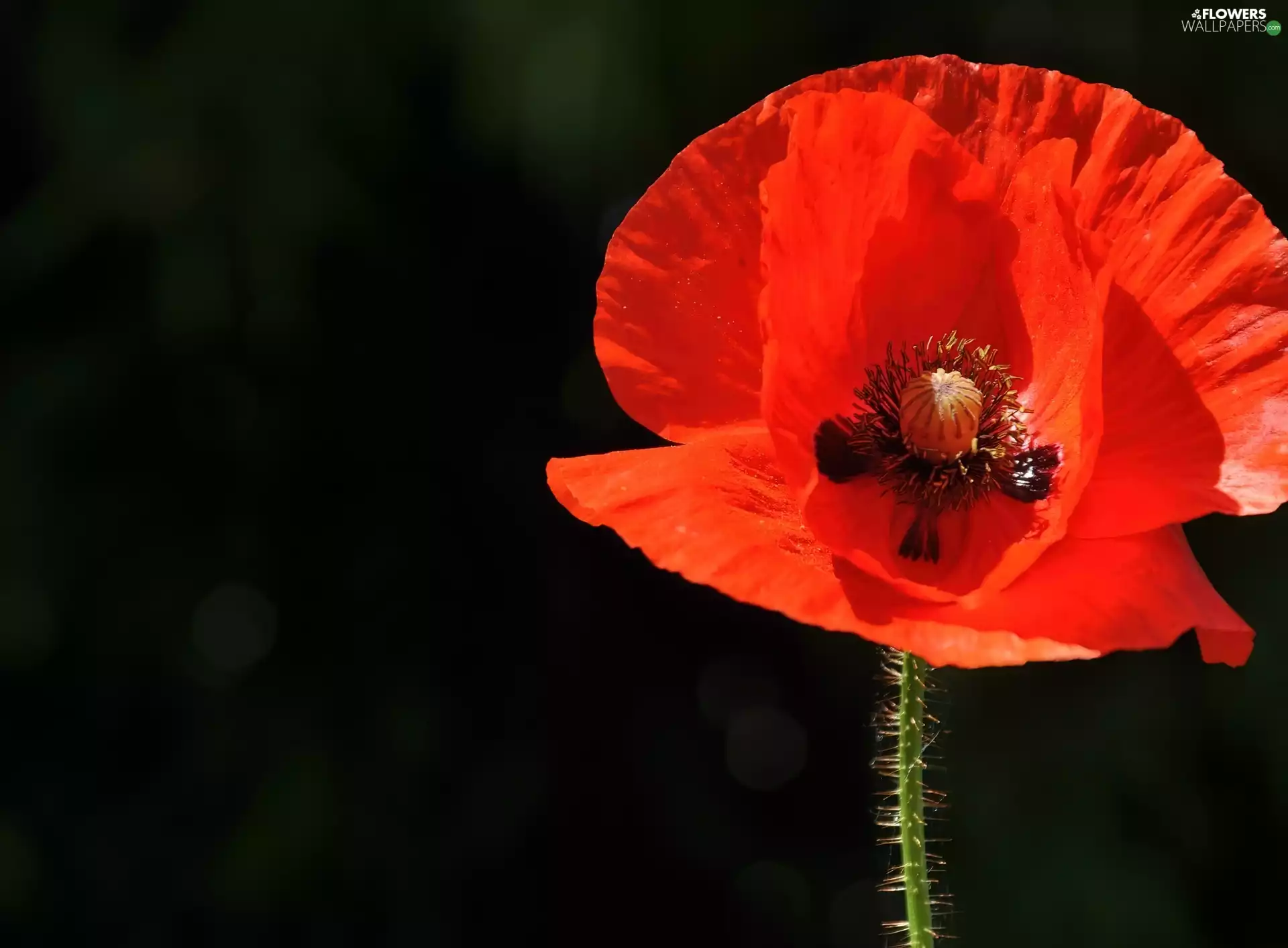 background, red weed, Black