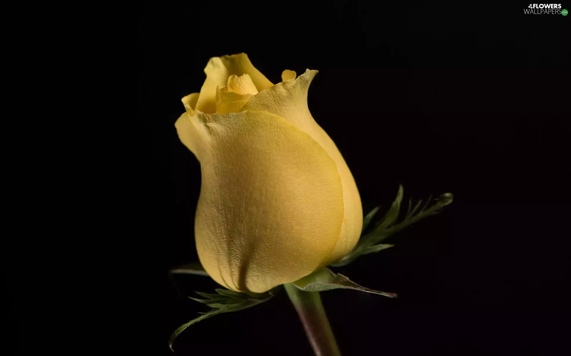 Yellow Honda, doughnut, Black Background, rose