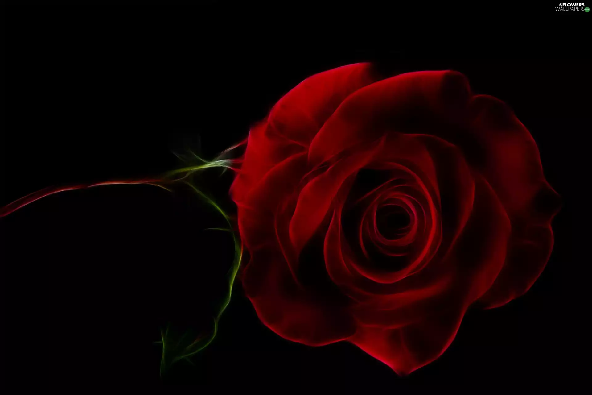 red hot, graphics, black background, rose