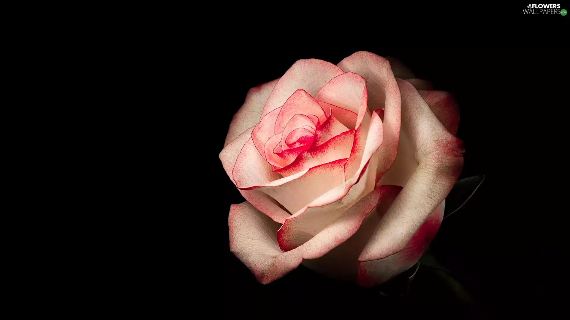 White and Pink, Black, background, rose