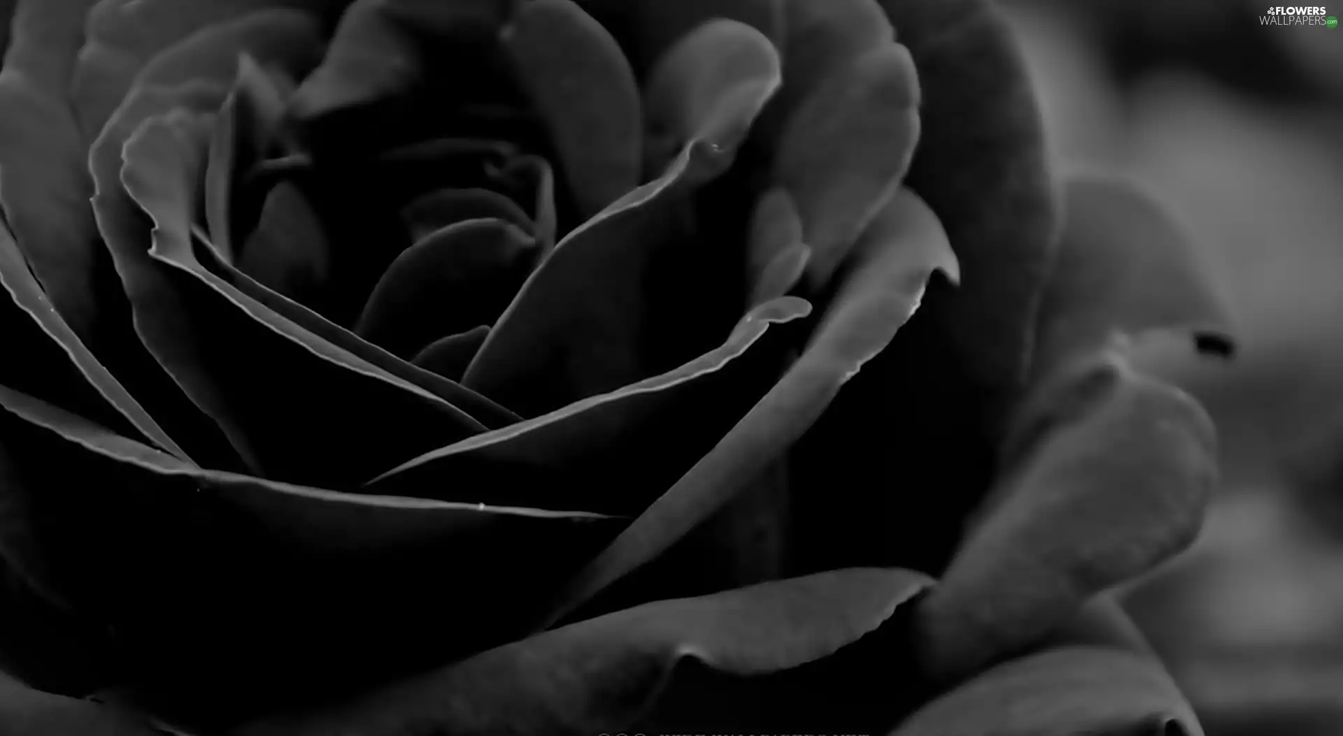 black, rose