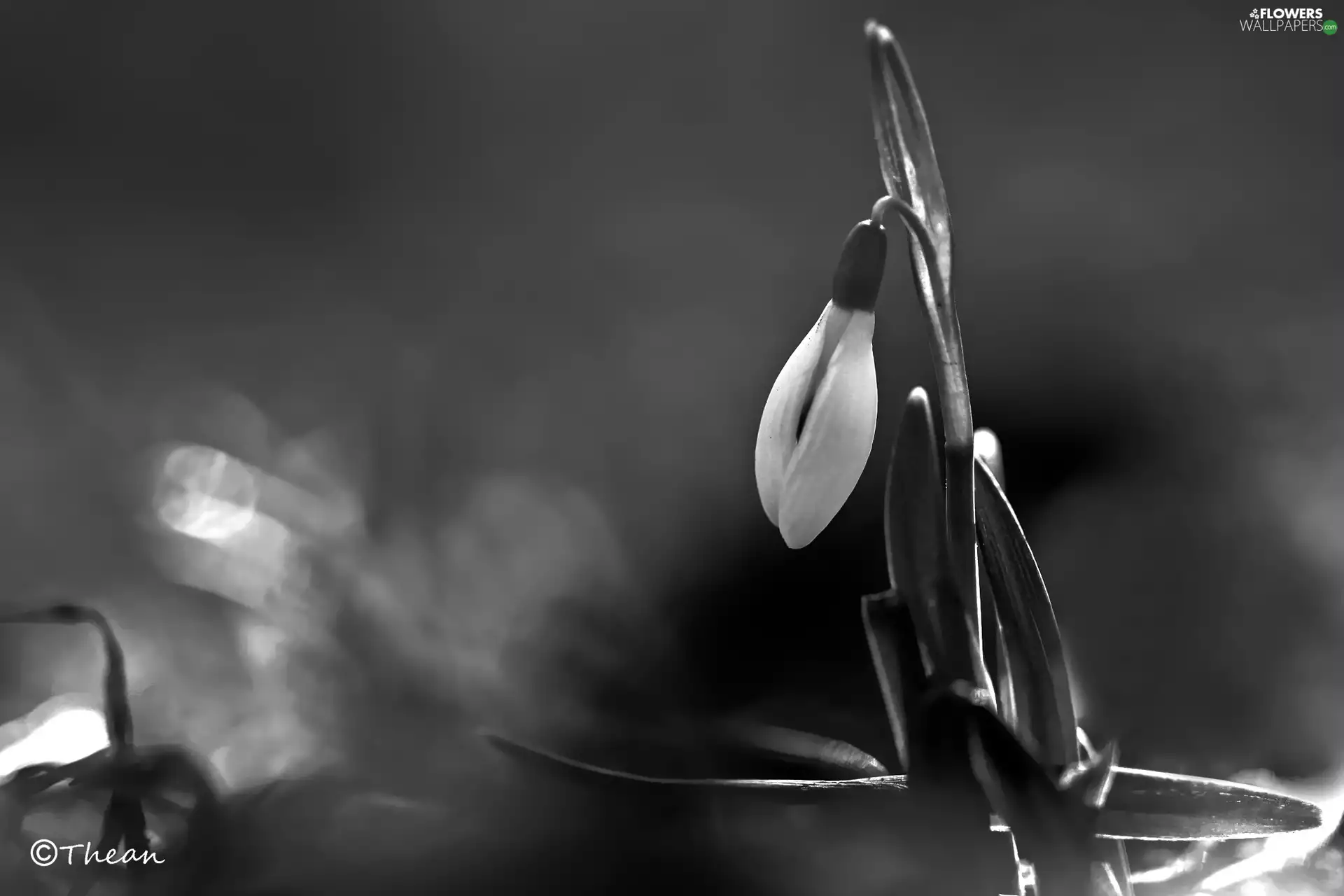 Snowdrop, Colourfull Flowers, Black - White, White