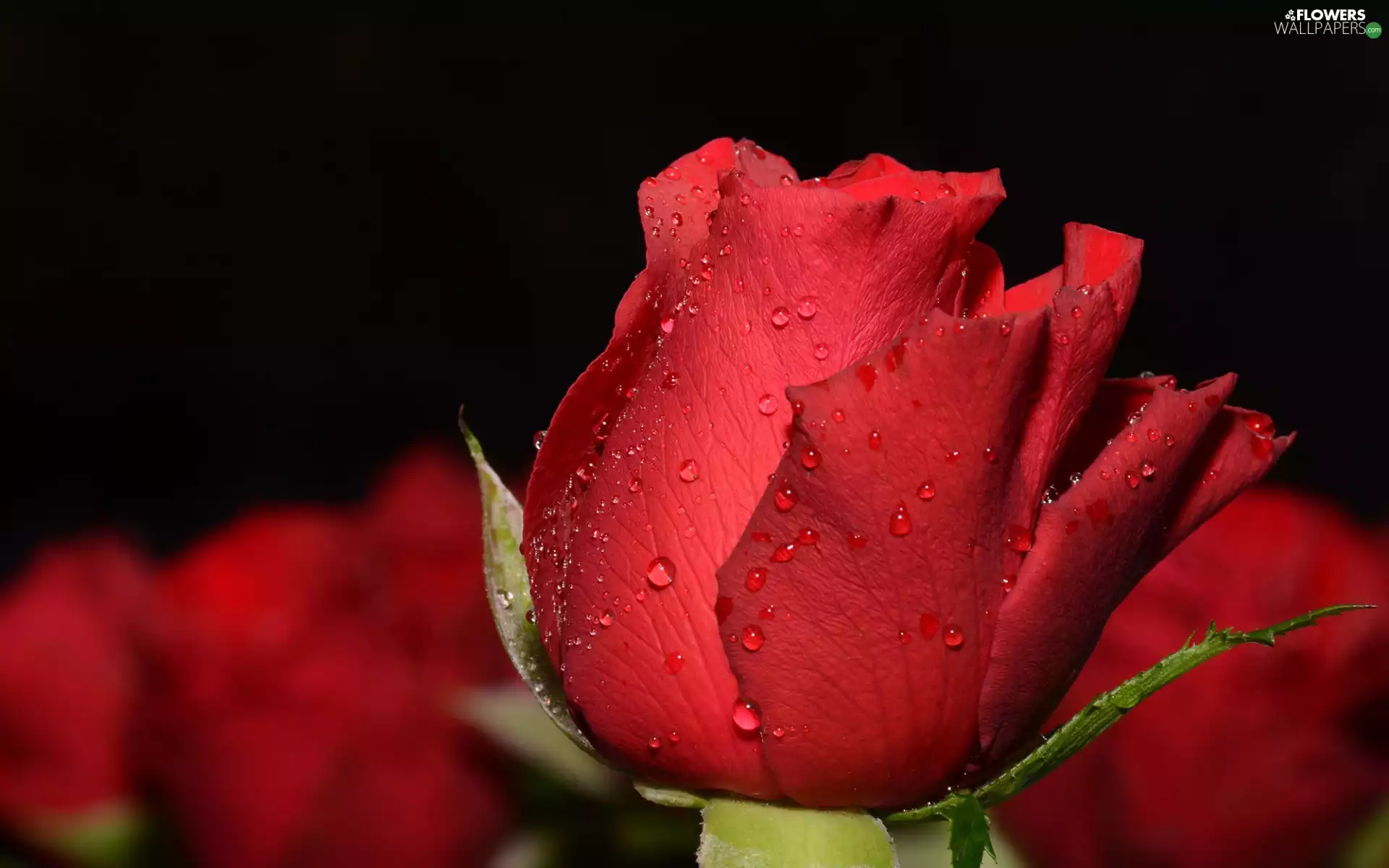 blur, Flowers, water, Black Background, drops, rose