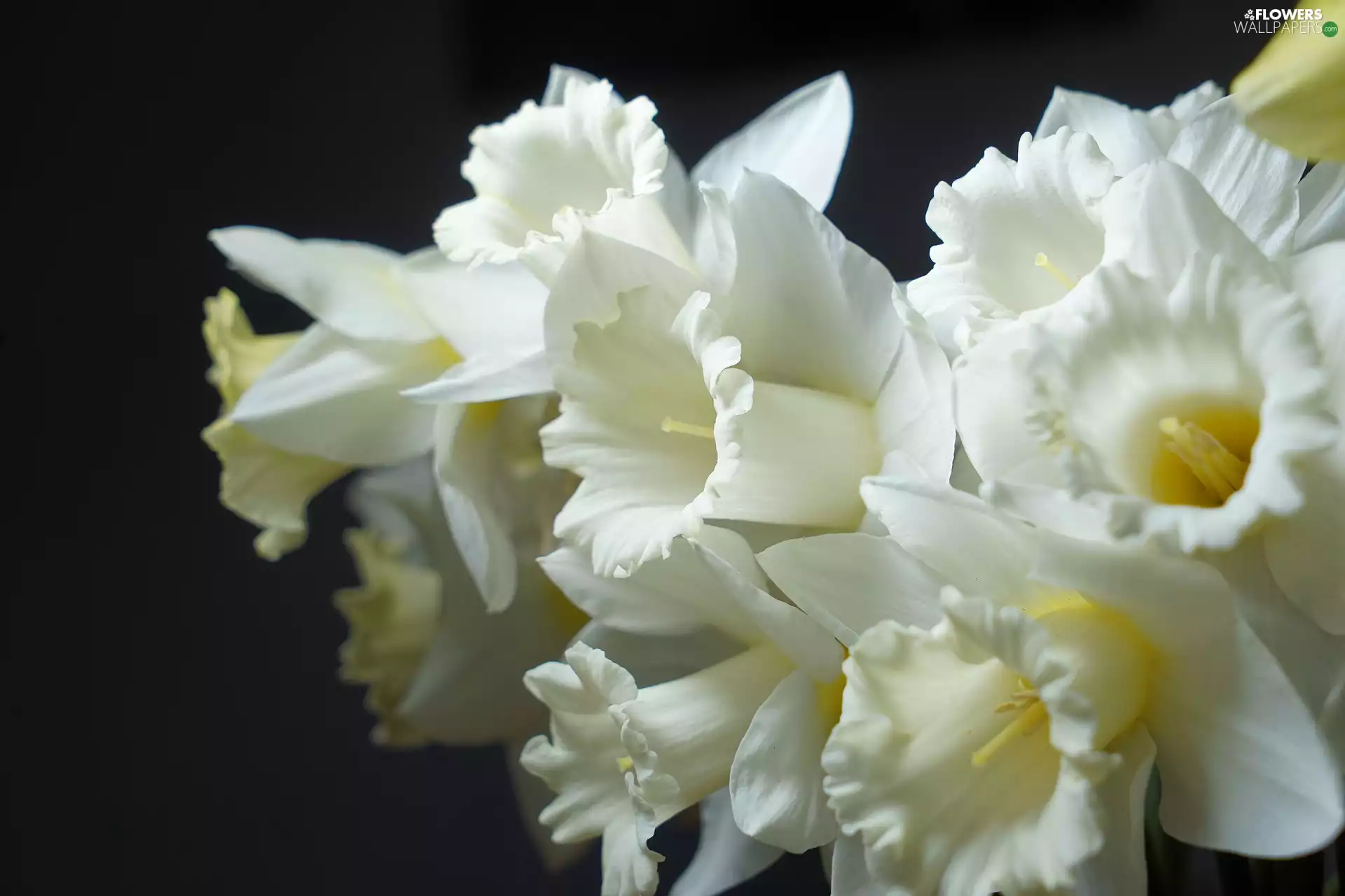 background, Black, White, narcissus, Flowers