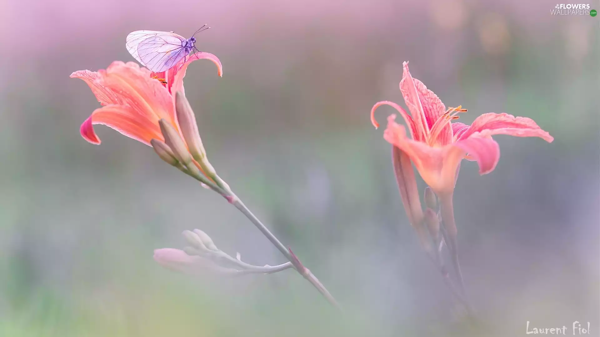 butterfly, Flowers, lilies, Black-veined White