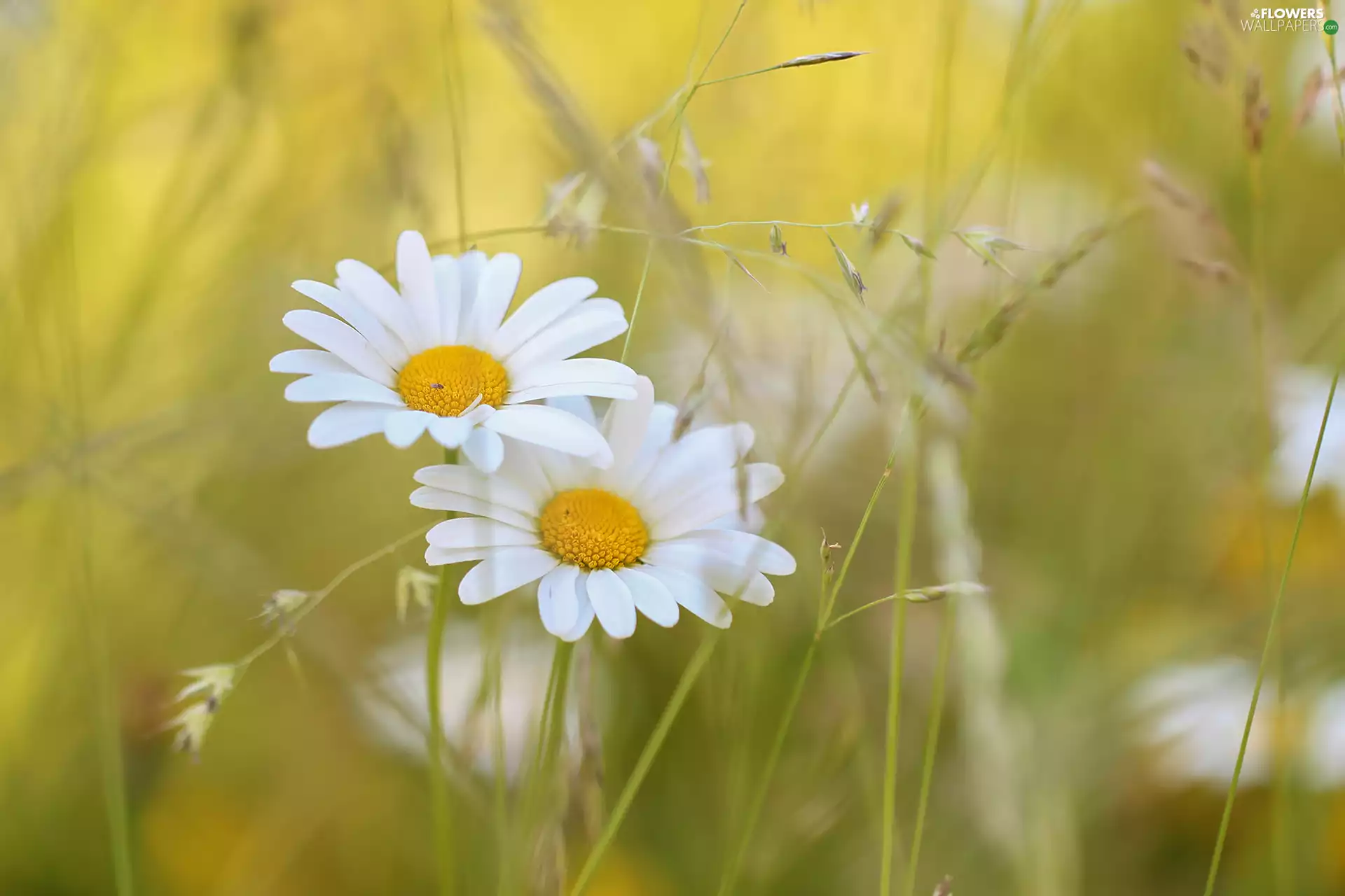 daisy, Flowers, blades, White