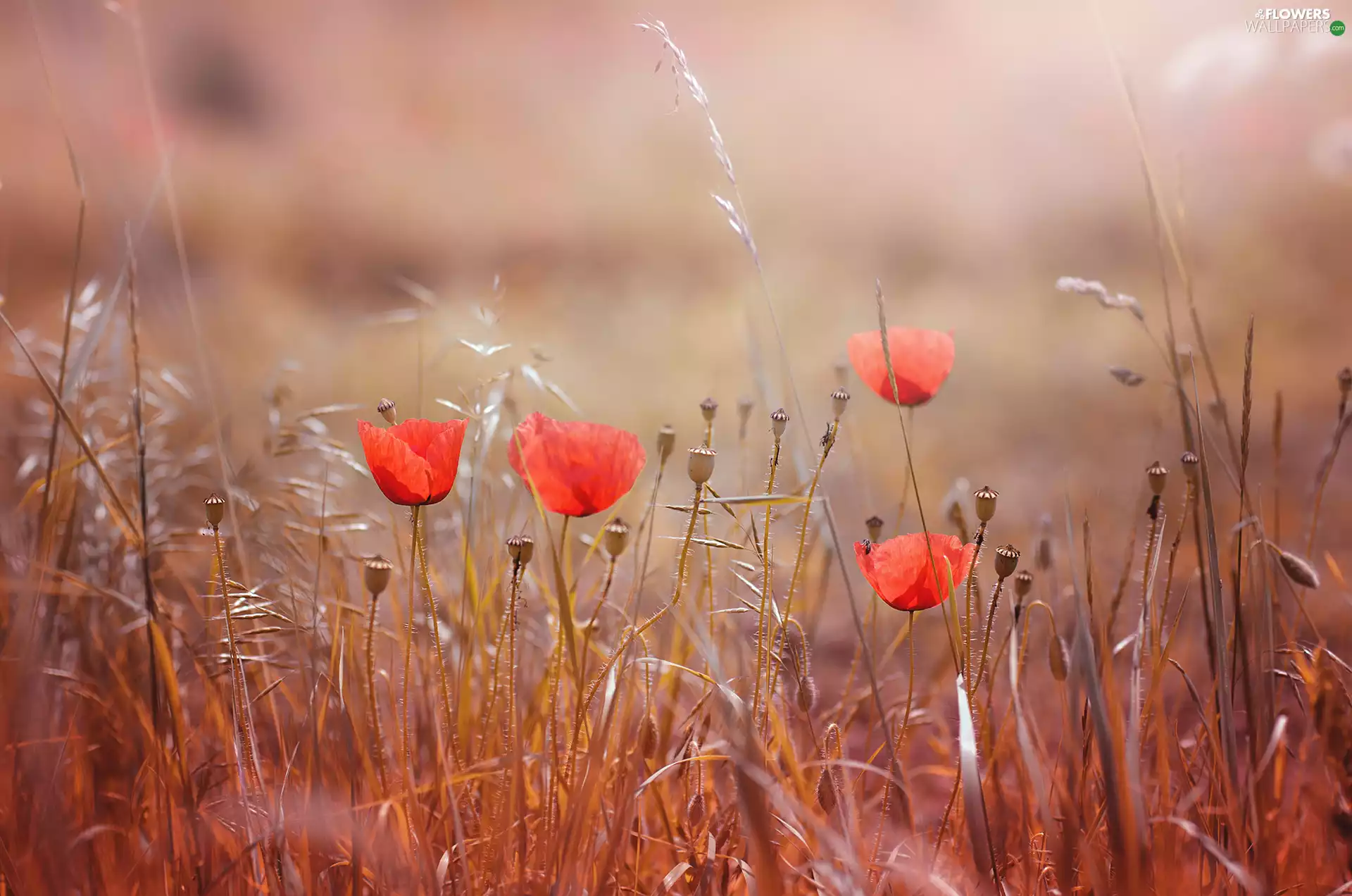 blades, papavers, grass