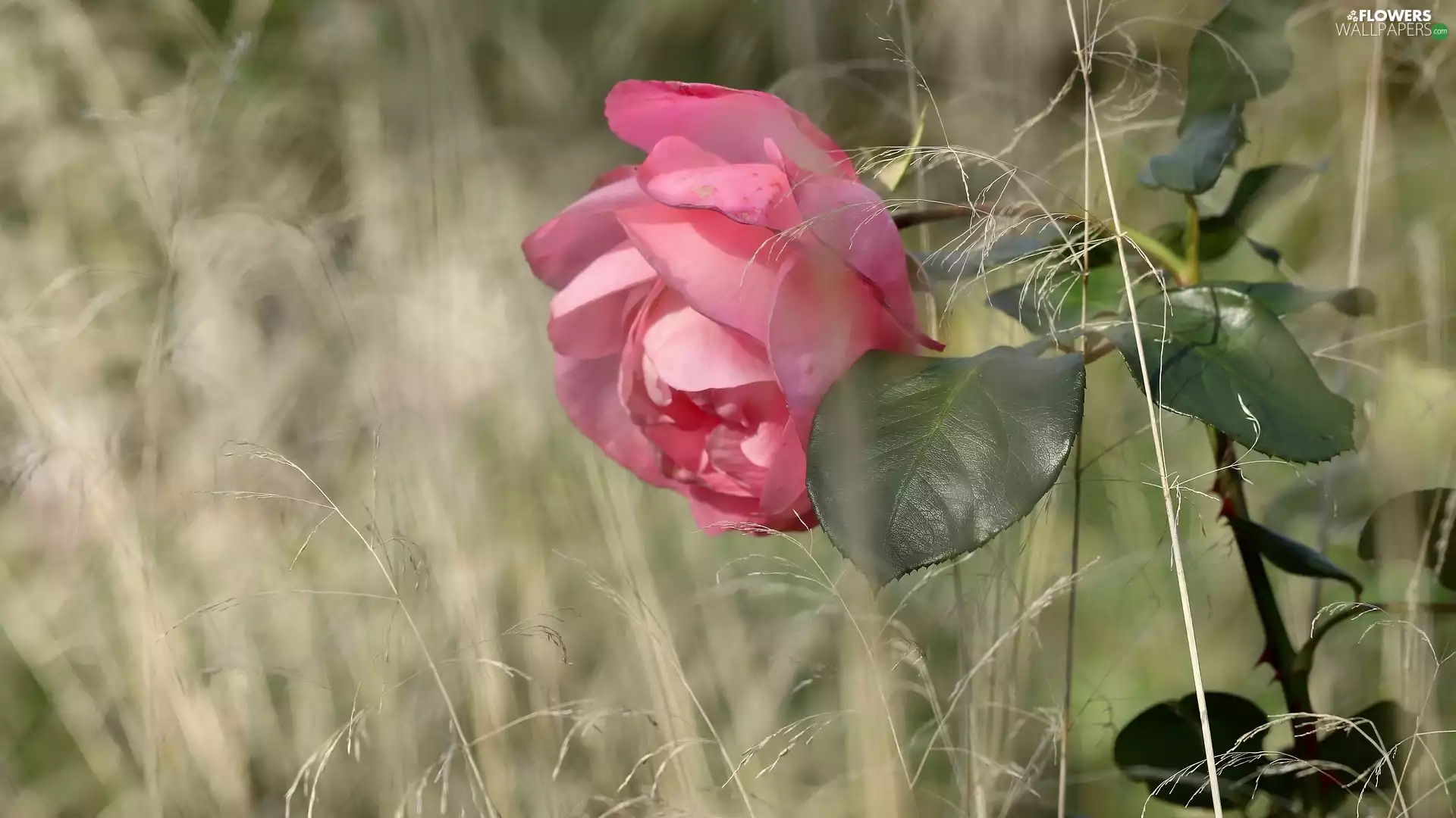 Leaf, Pink, grass, rose, Colourfull Flowers, dry, blades