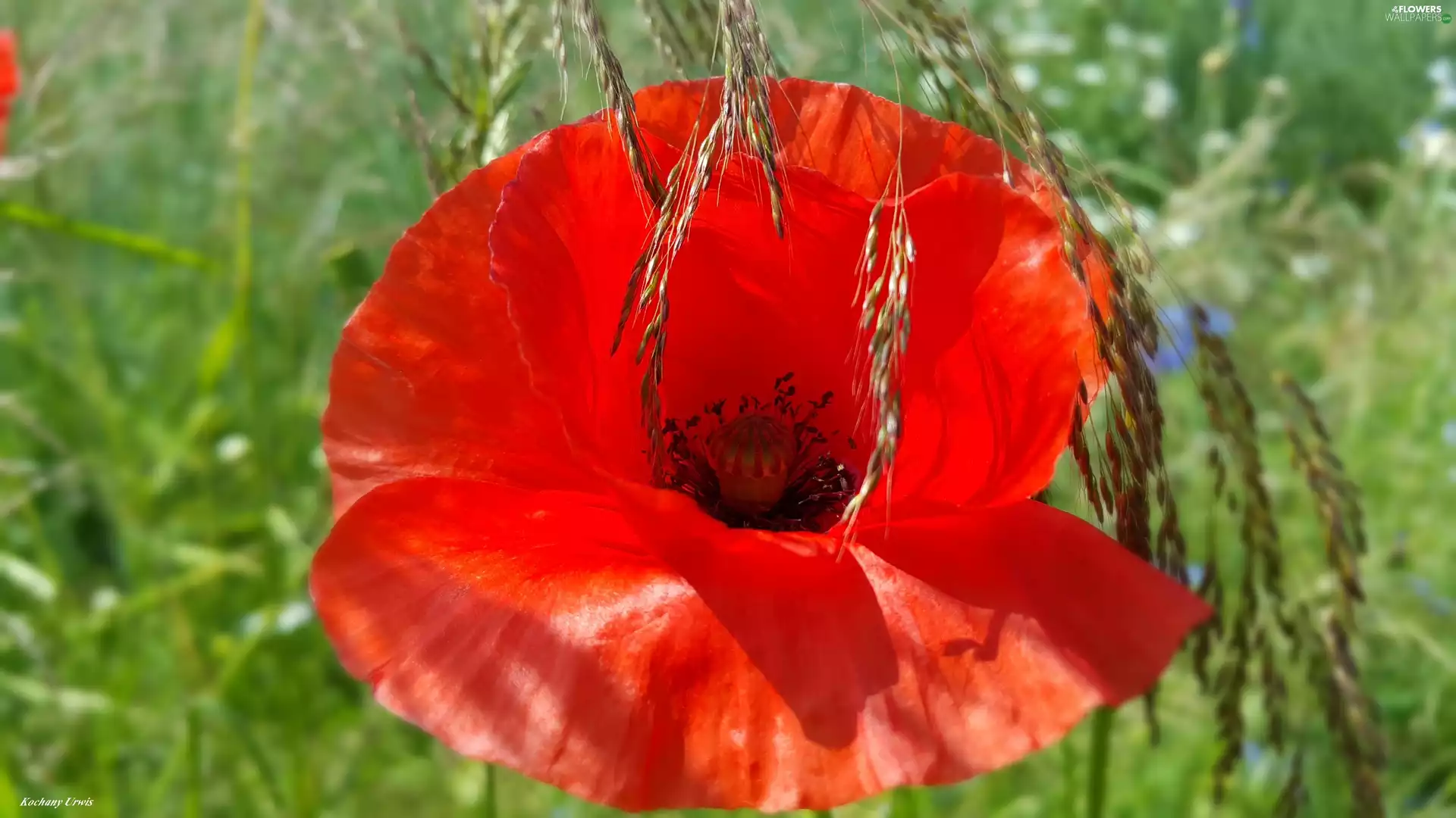 grass, red weed, blades