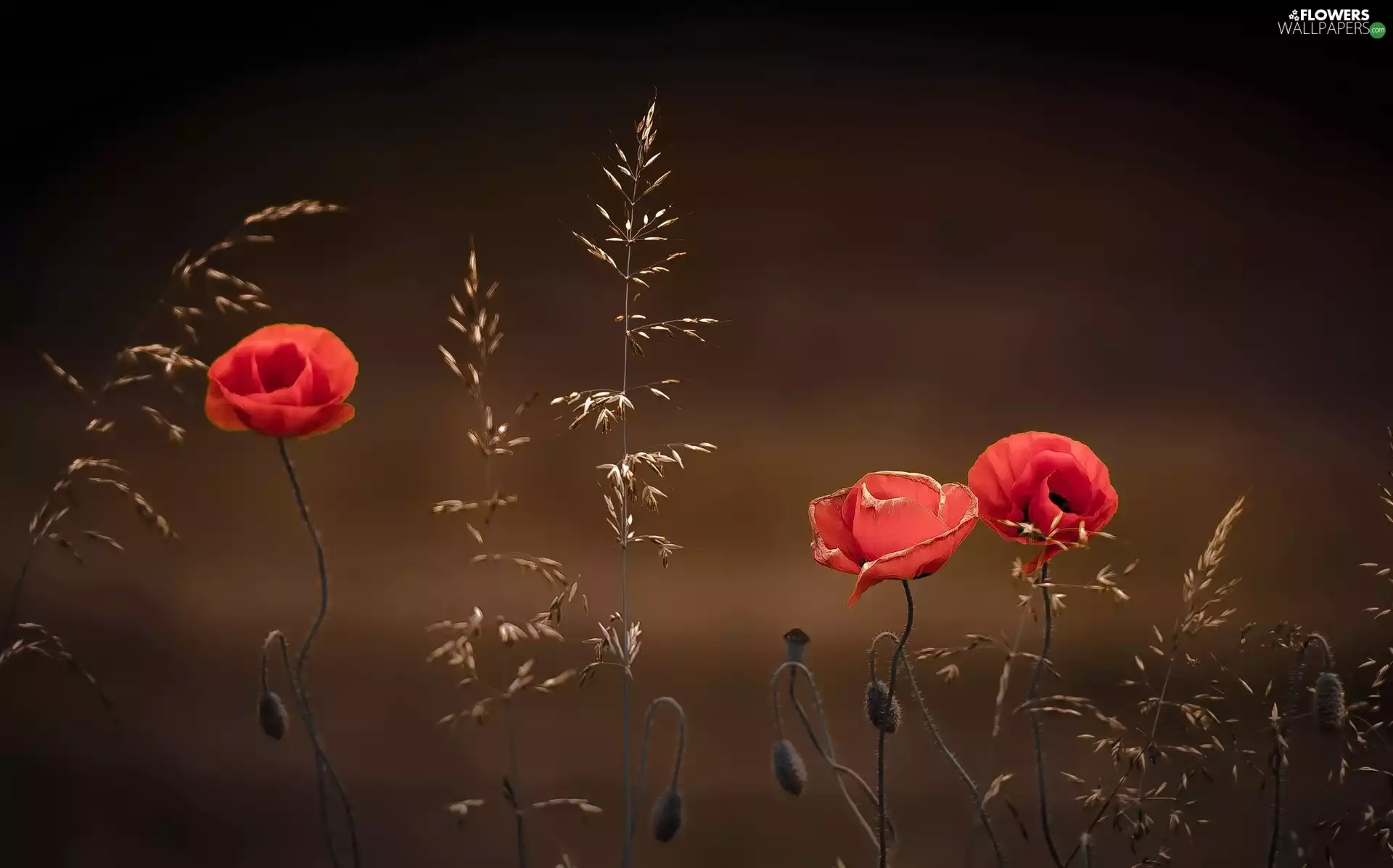 grass, red weed, blades
