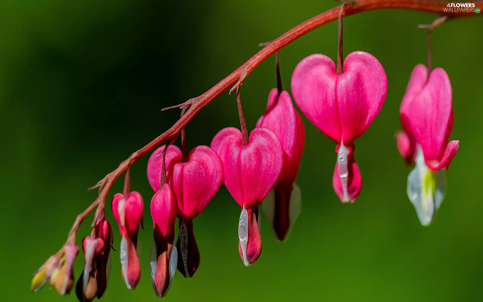 Flowers, Bleeding Heart, twig, Pink